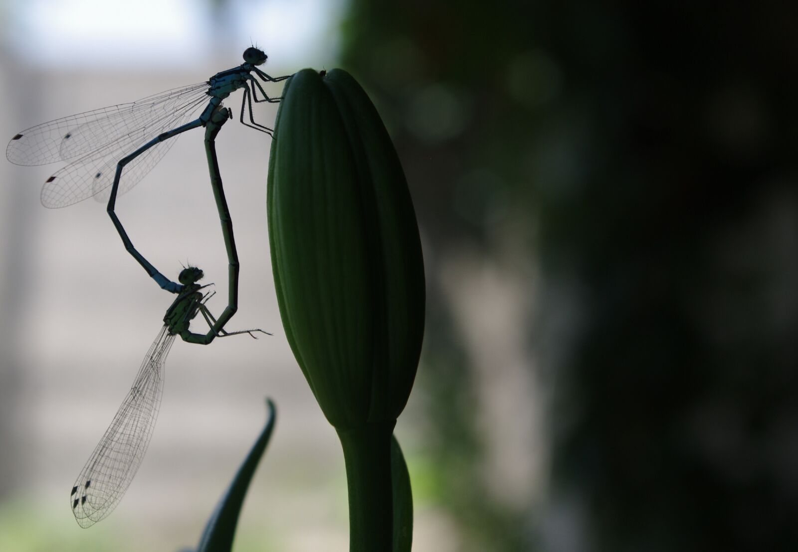 Pentax K-r sample photo. Dragonfly, love, nature photography