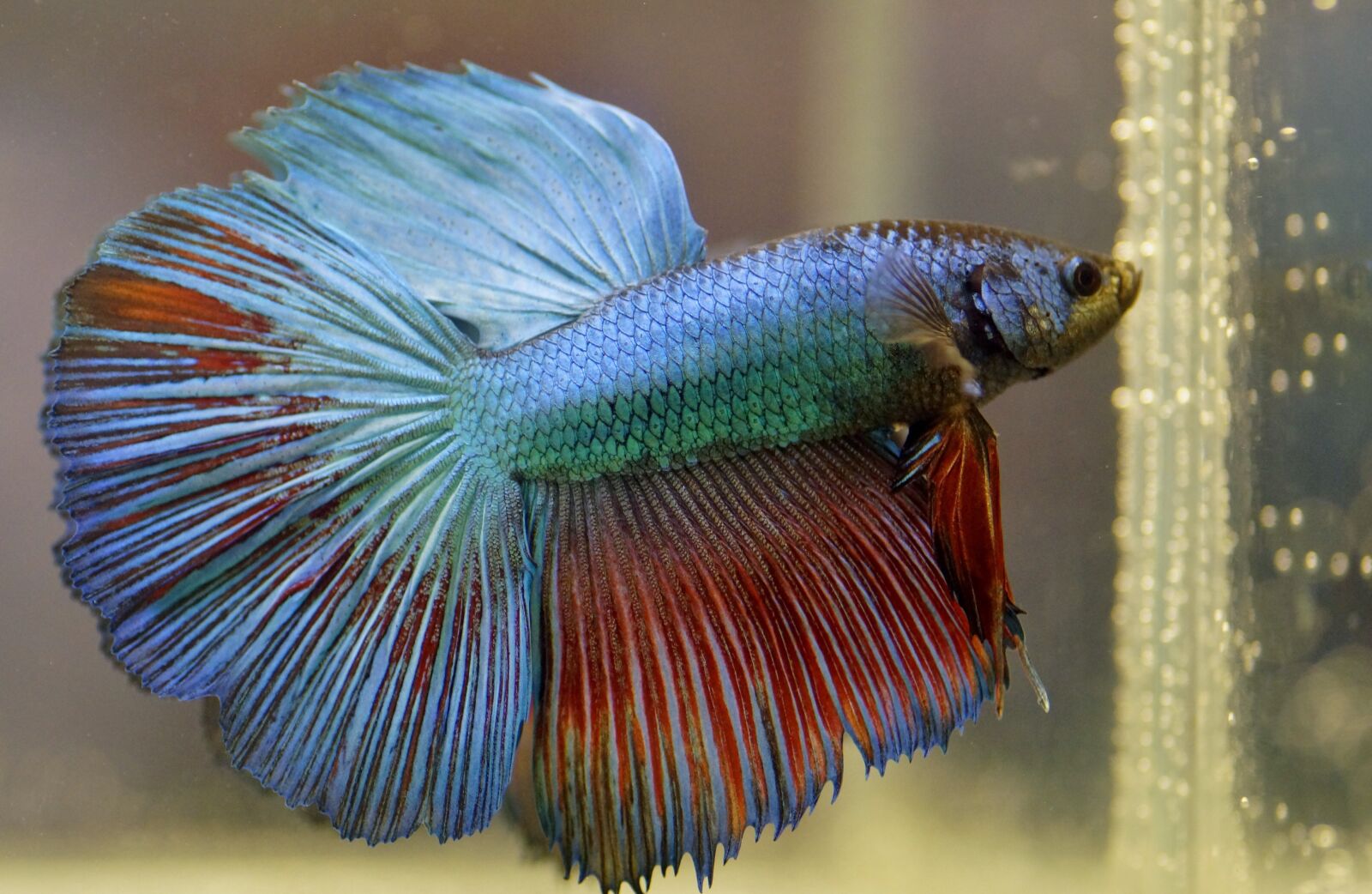 Sony SLT-A58 sample photo. Beta, warrior, aquarium photography