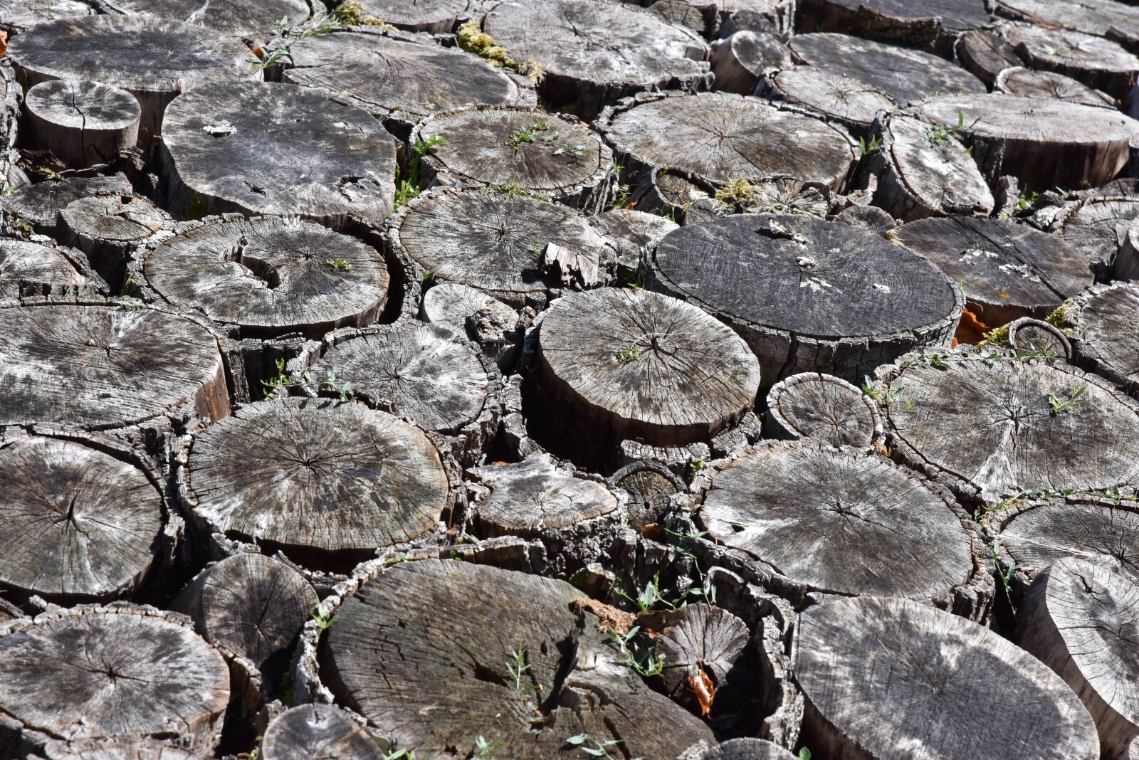 Nikon D810 sample photo. Stone, nature, rock photography
