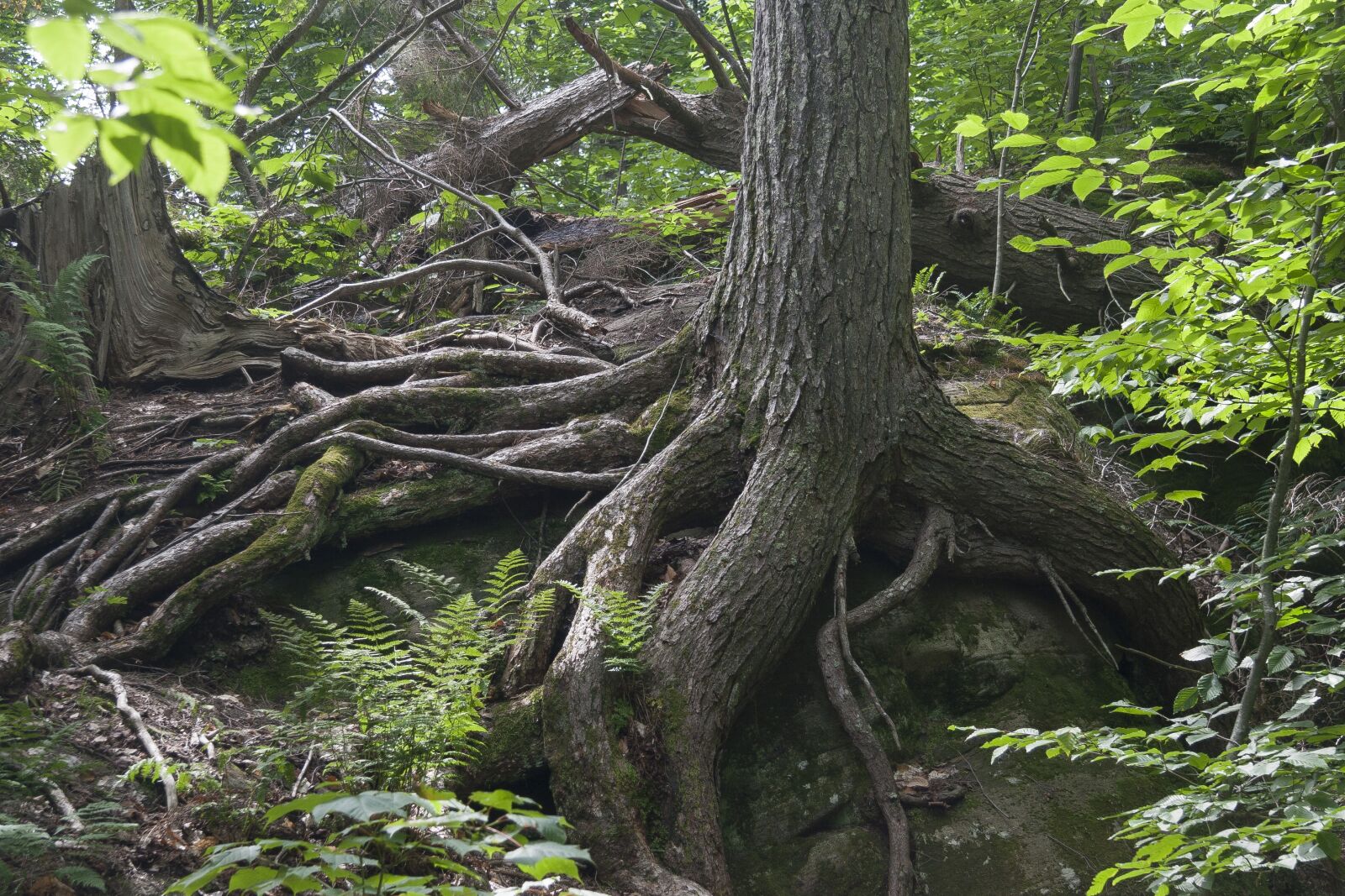 Canon EOS 20D sample photo. Forest, tree roots, resilience photography