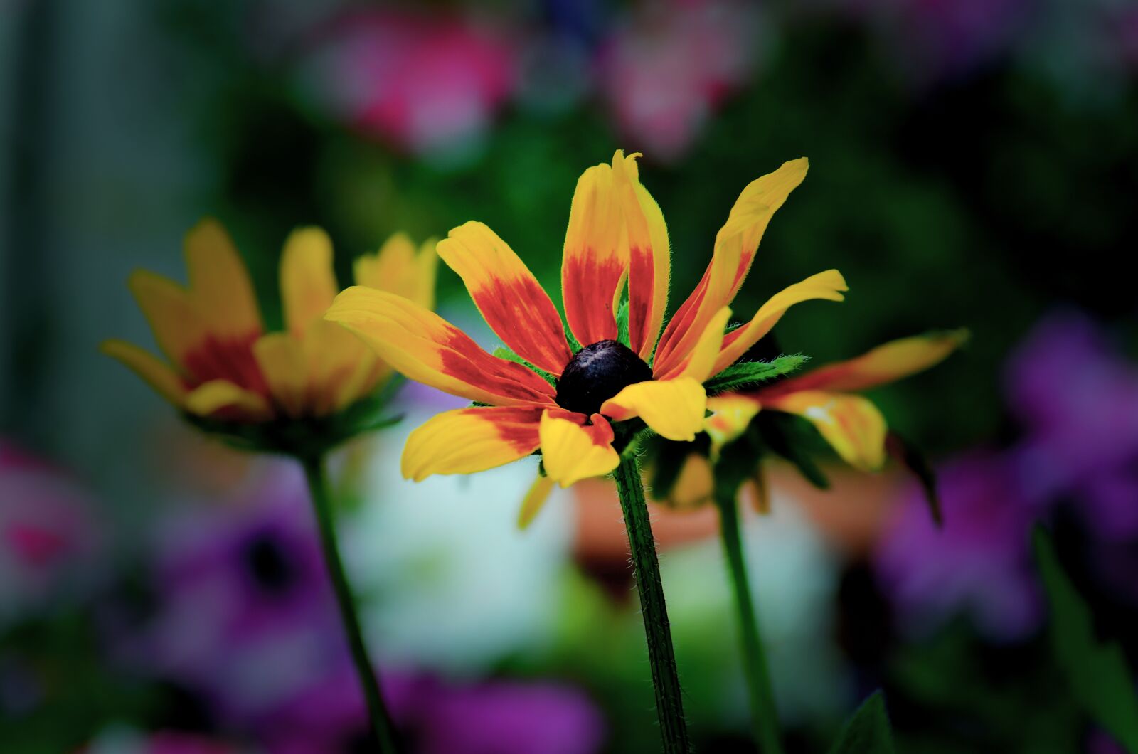 Nikon D7000 sample photo. Flower, nature, flora photography