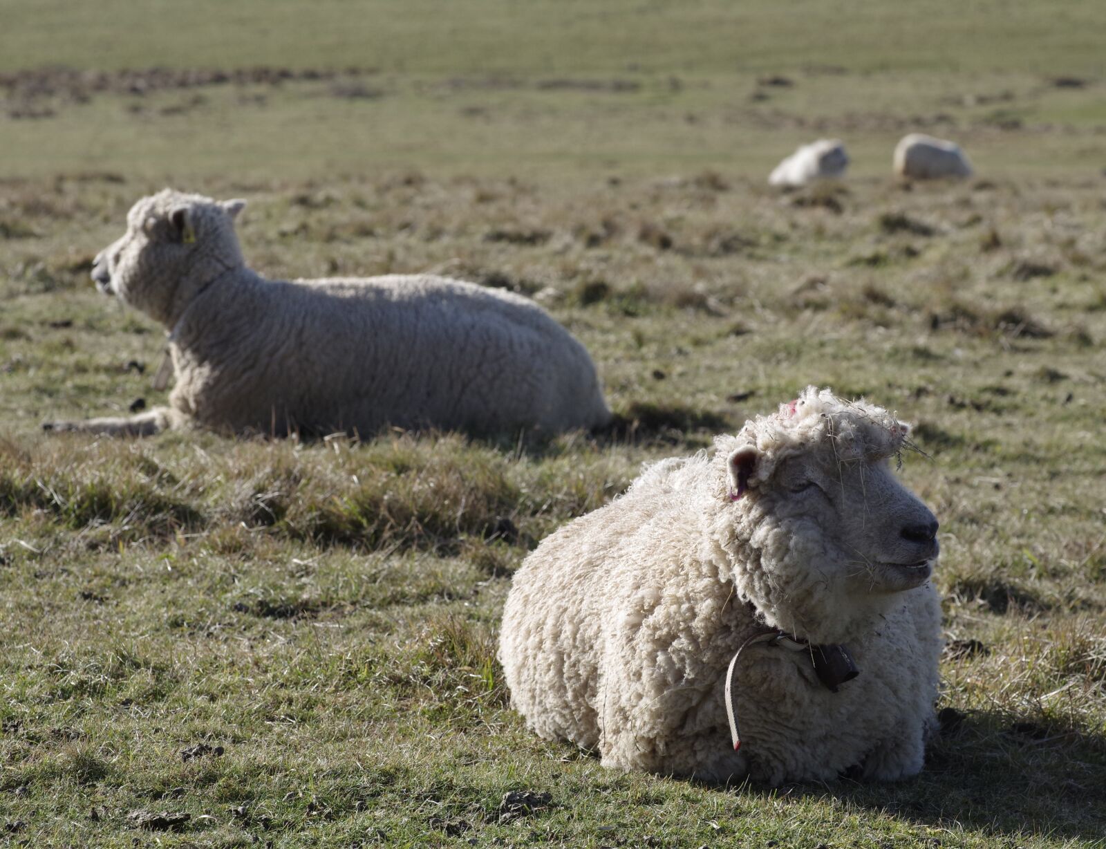 Pentax K-S1 sample photo. Sheep, merino, livestock photography