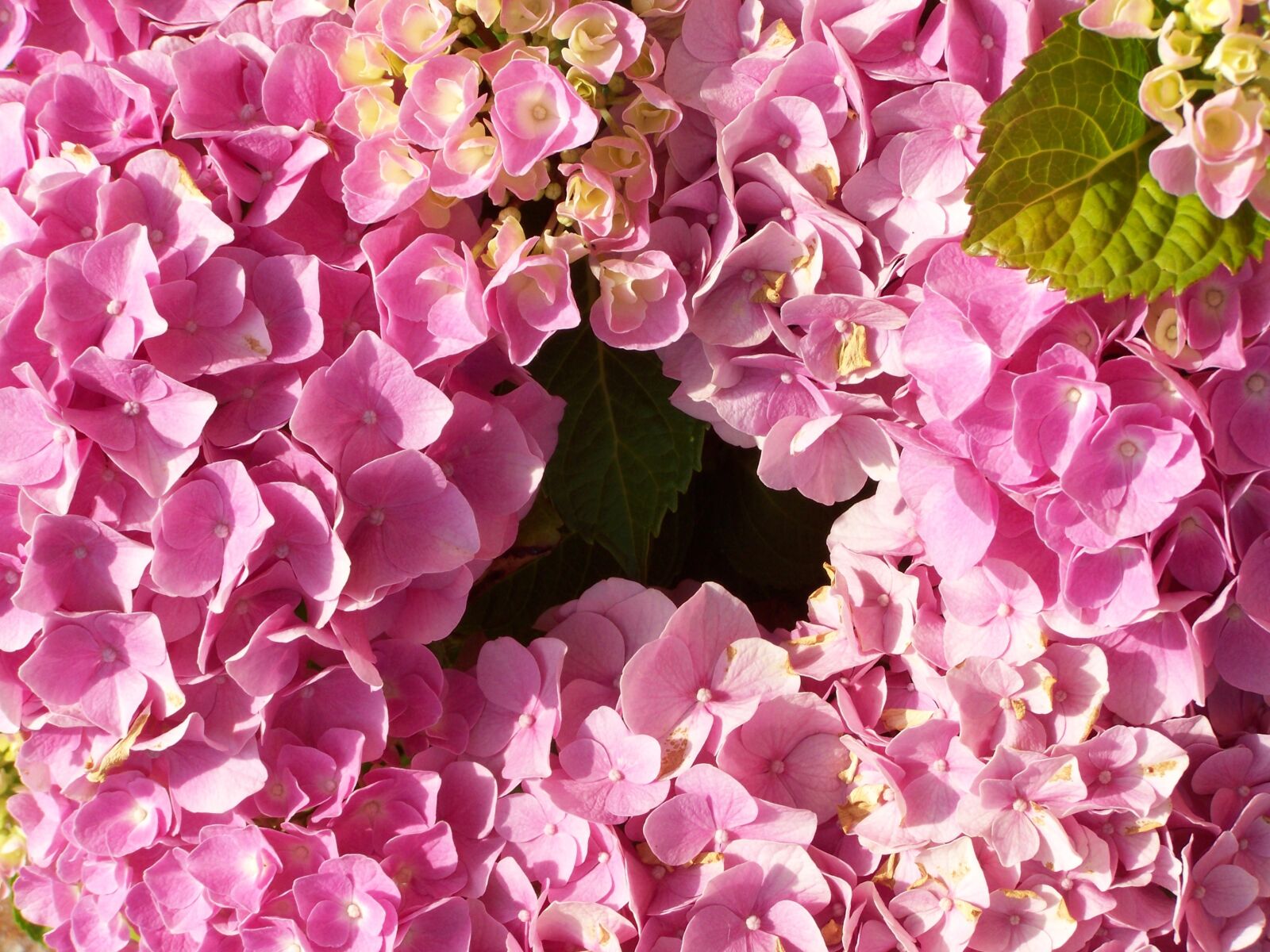Kodak EASYSHARE ZD710 ZOOM DIGITAL CAMERA sample photo. Hydrangea, pink flower garden photography
