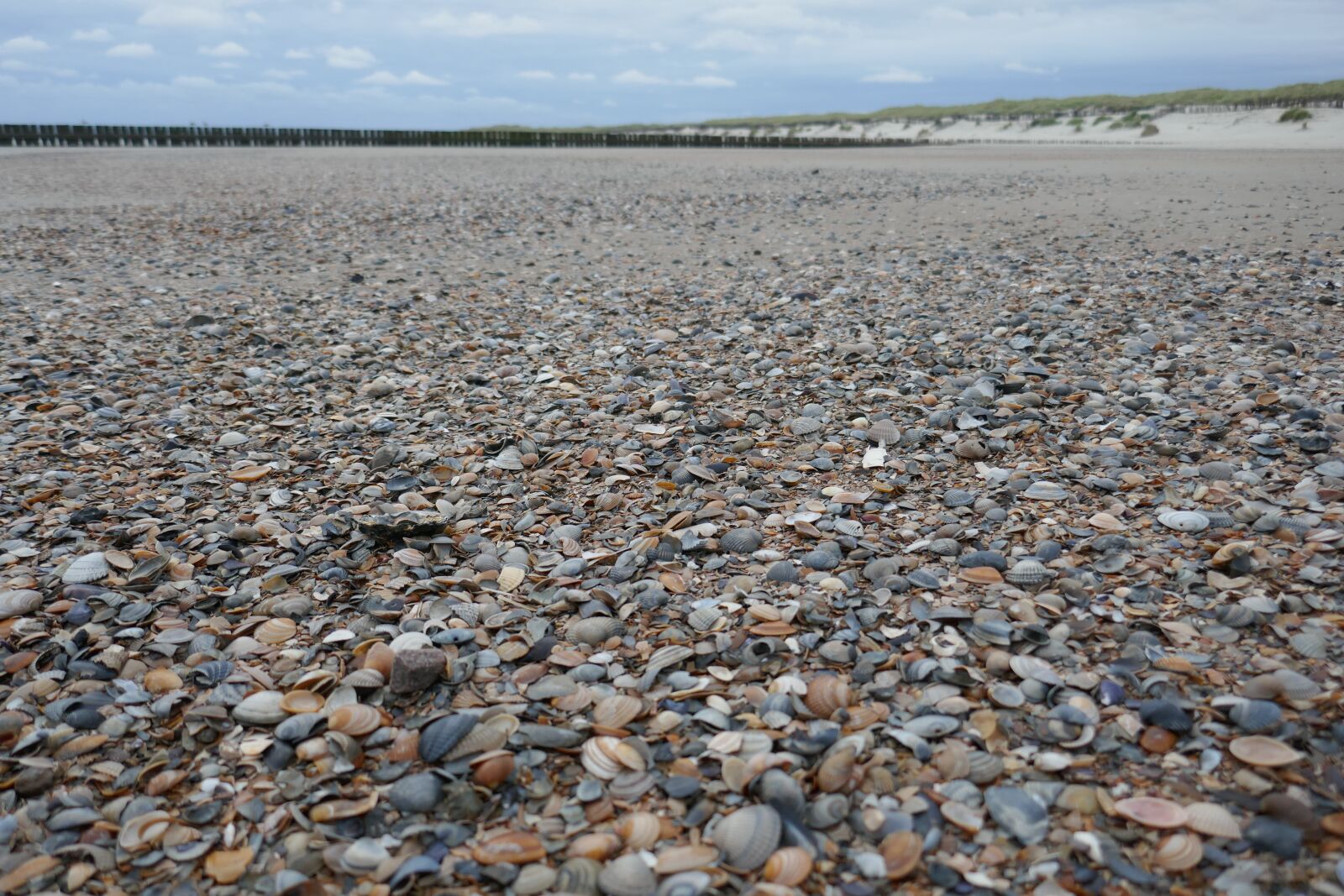 Panasonic DMC-TZ101 sample photo. Mussels, beach, stones photography