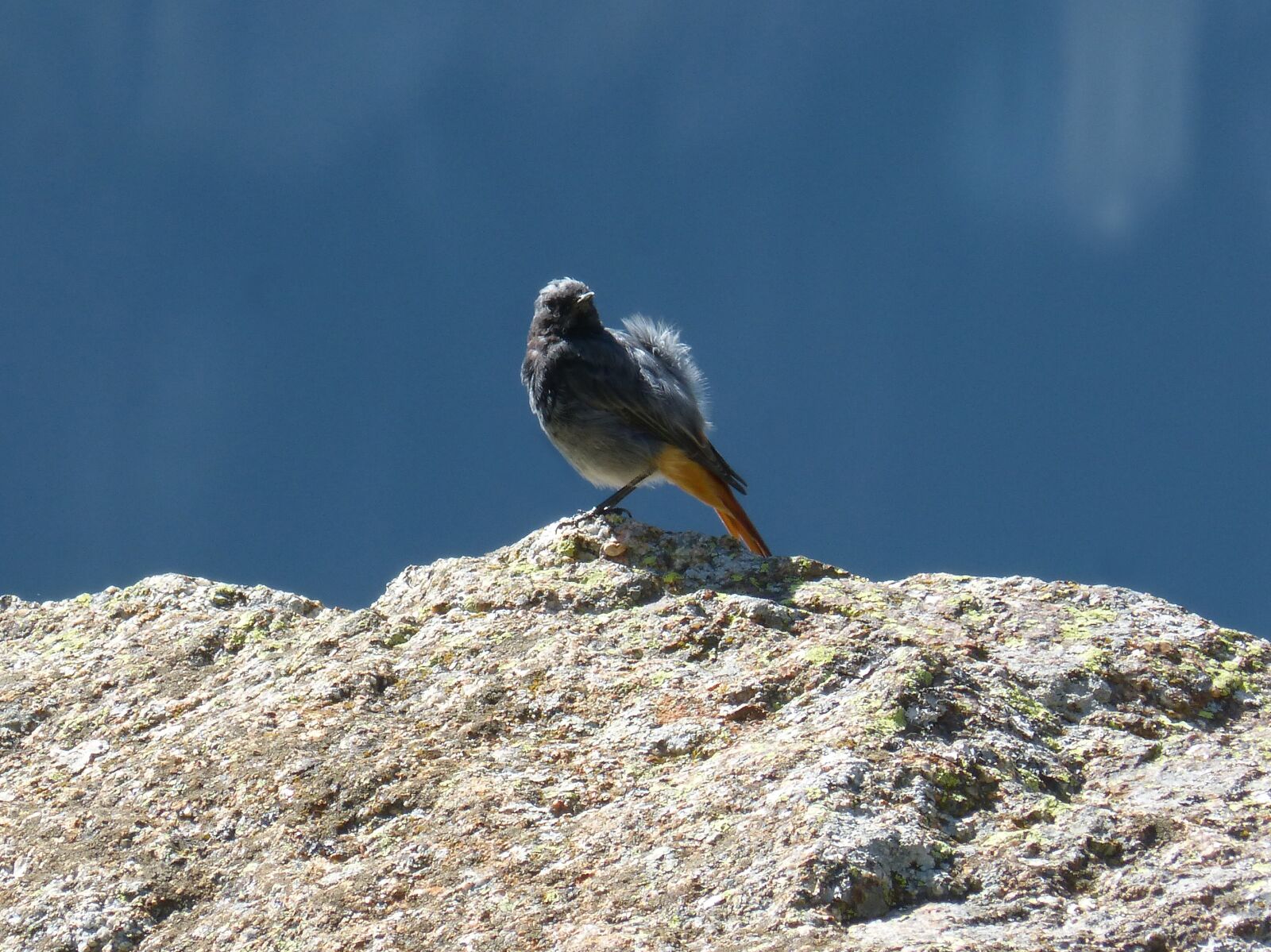 Panasonic DMC-FZ62 sample photo. Bird, rock, wind photography