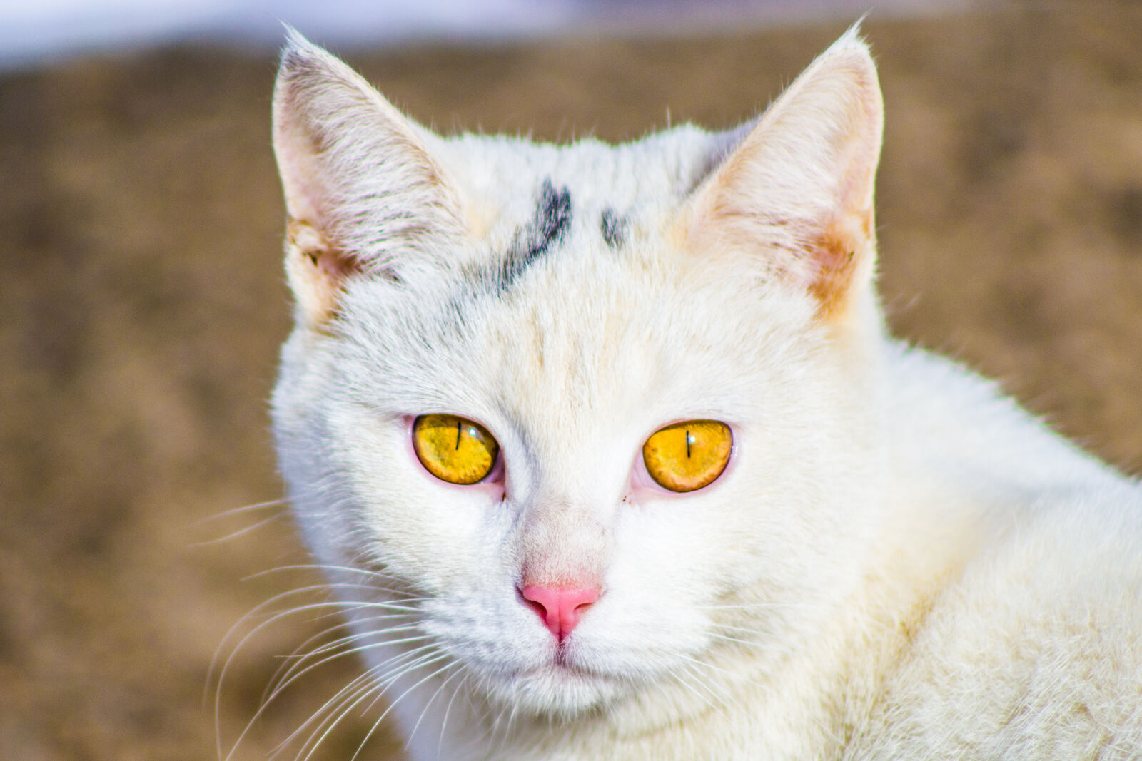 Canon EF 75-300mm f/4-5.6 sample photo. Animal, canon, cat photography
