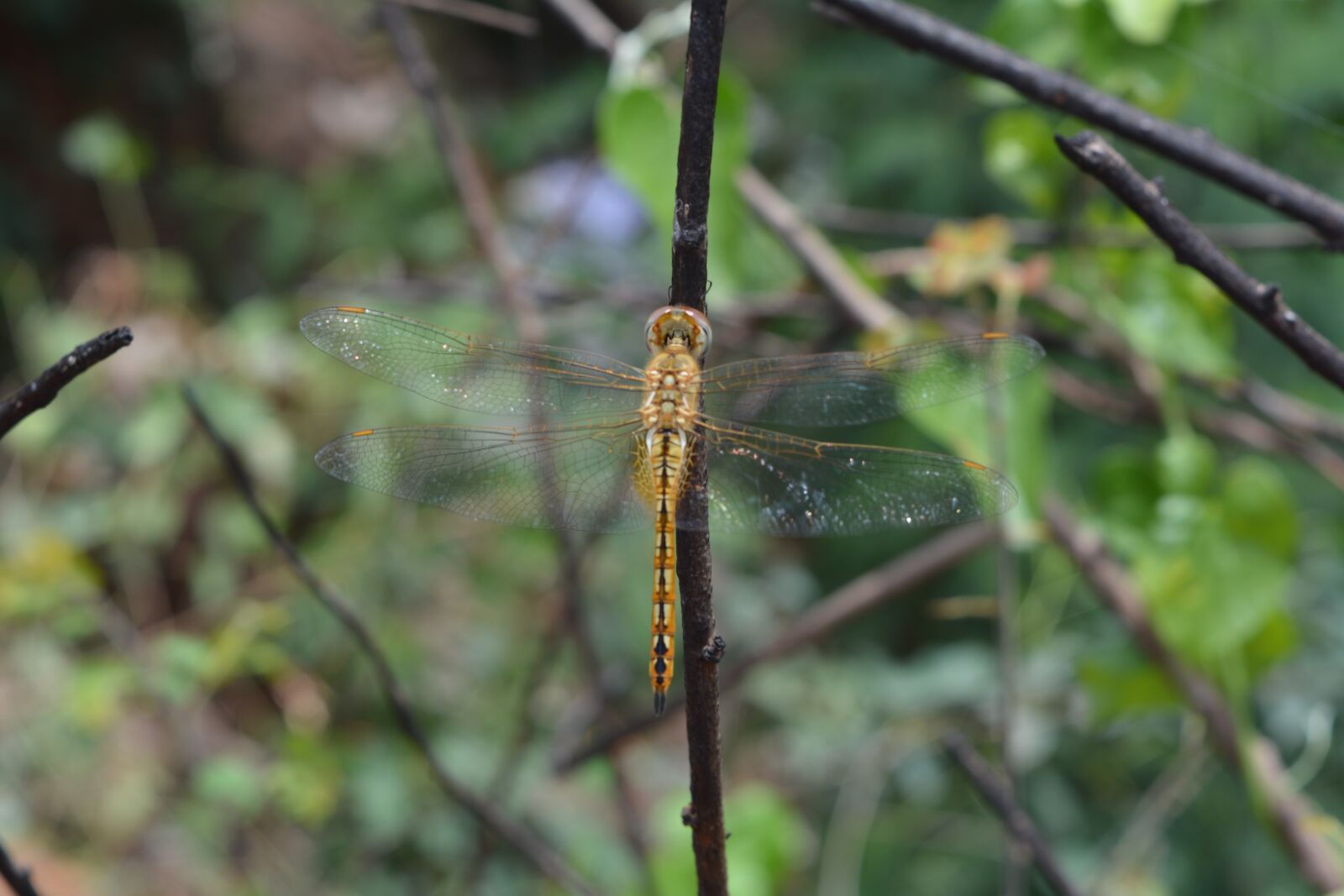 Nikon D5200 sample photo. Helicopter, fly, nature photography