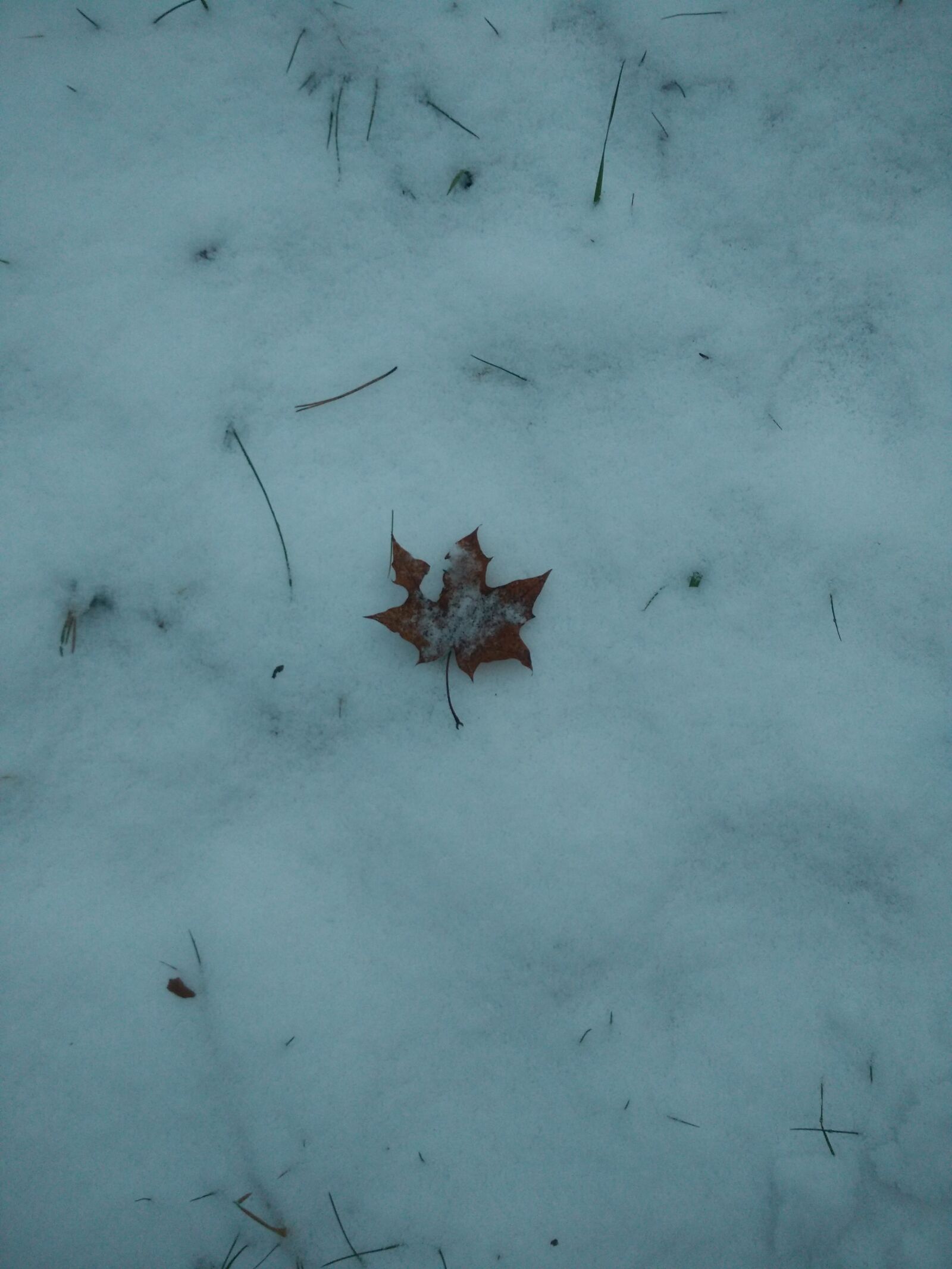 Xiaomi MI4 sample photo. Snow, loneliness, lonely photography