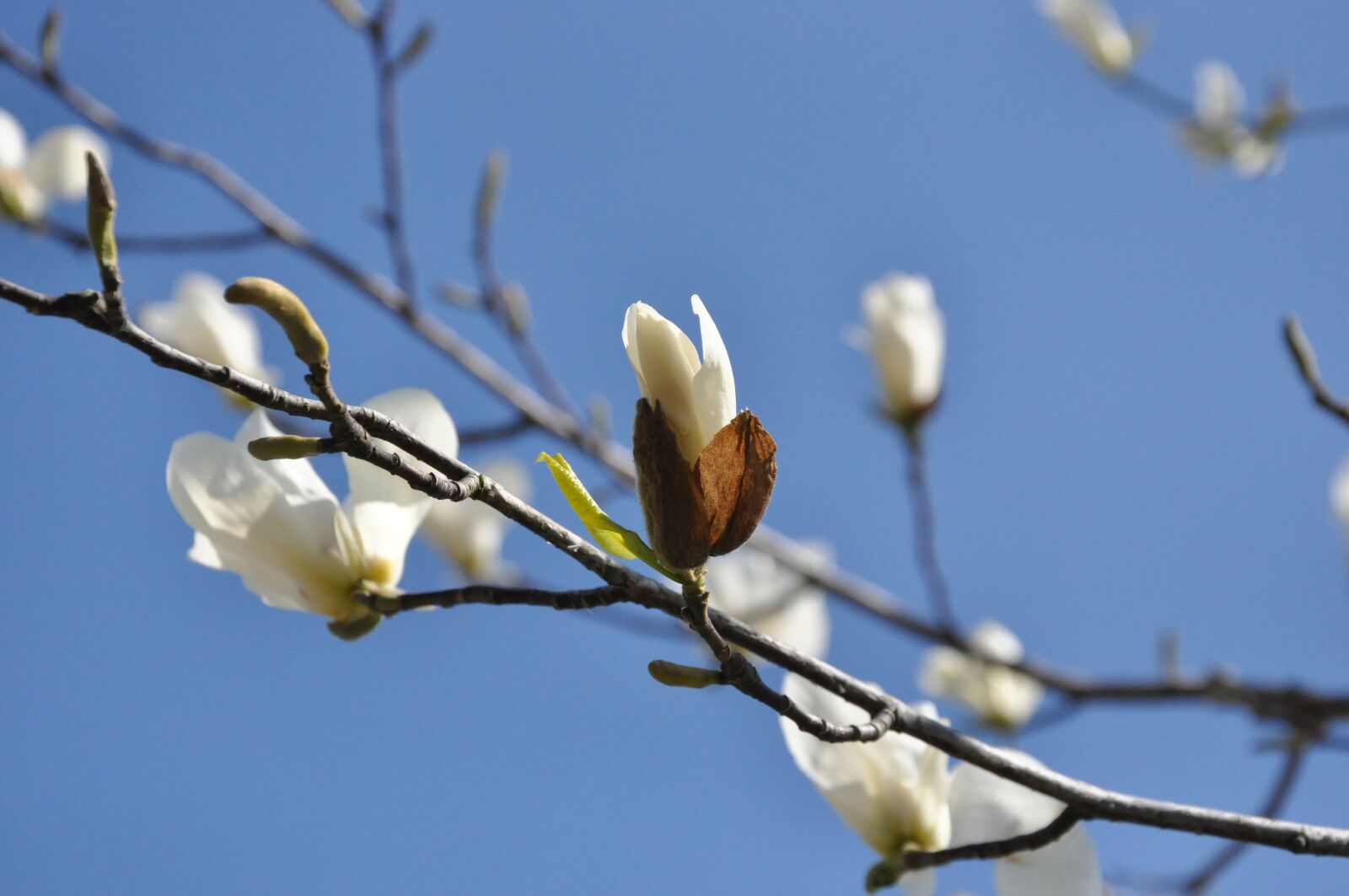 Nikon D90 sample photo. Flowers, magnolia, spring photography