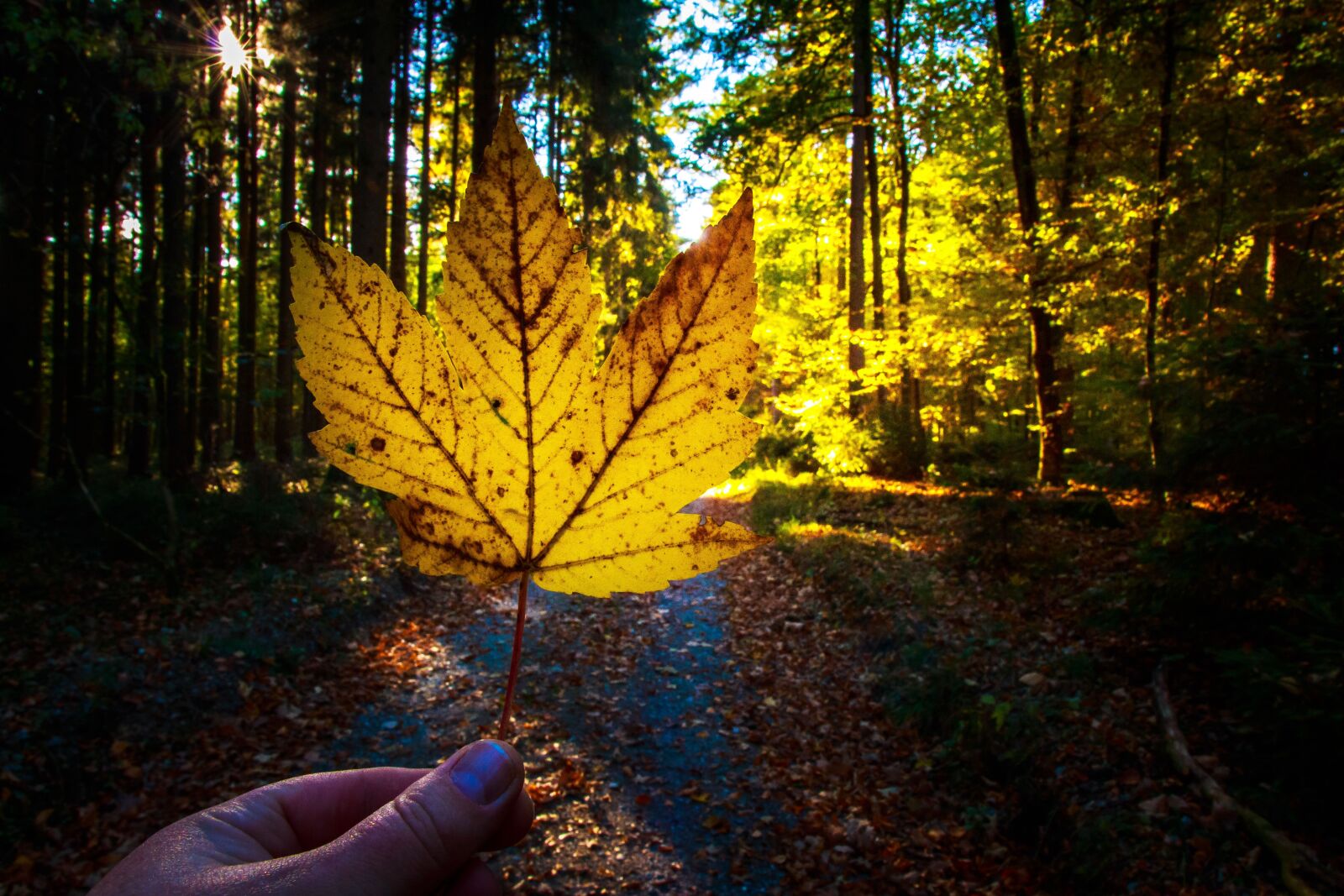 Canon EOS 650D (EOS Rebel T4i / EOS Kiss X6i) sample photo. Autumn, fall foliage, forest photography