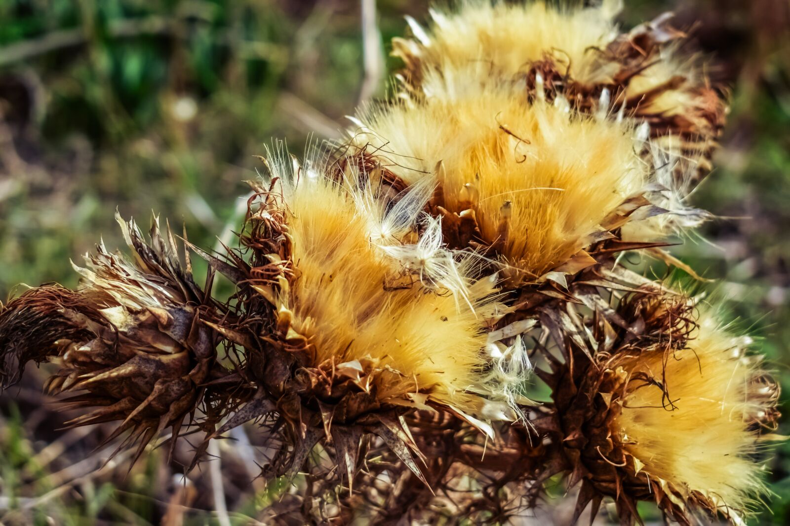 Nikon D3300 sample photo. Thistle, plant, flower photography