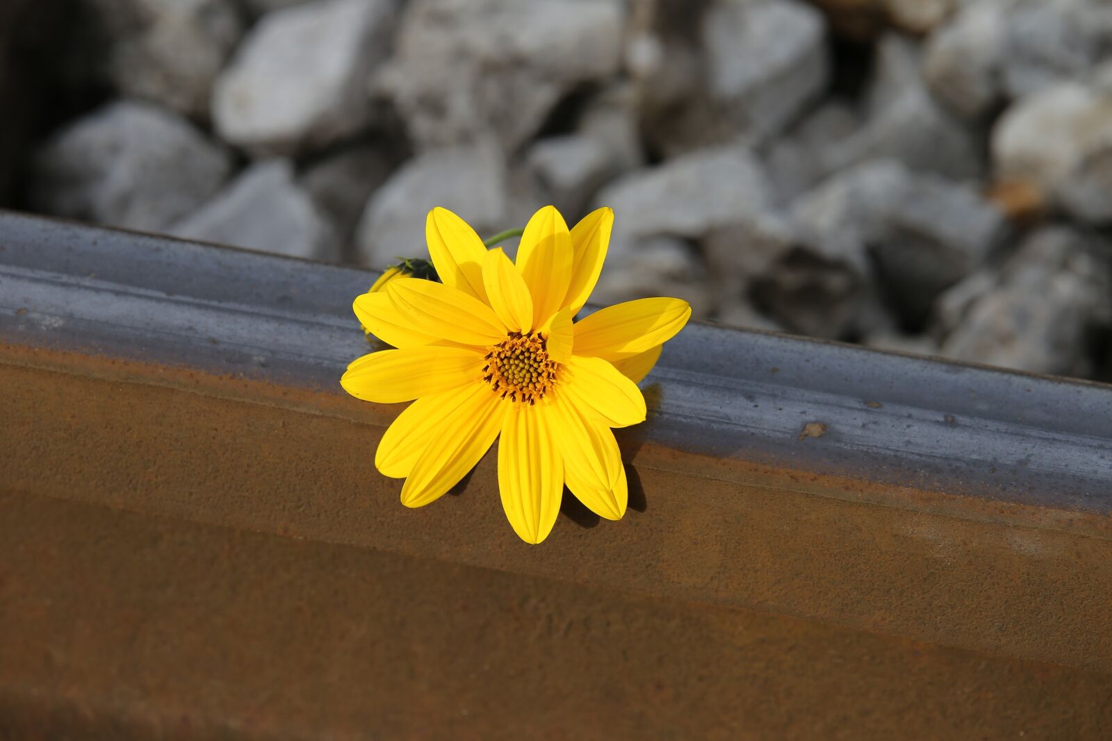 Tamron 70-210mm F4 Di VC USD sample photo. Flower, arnica flower, rail photography