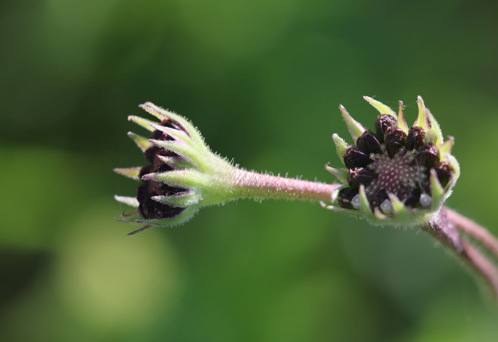 Canon EOS 70D + Canon EF 100mm F2.8 Macro USM sample photo. Flower, plant, nature photography