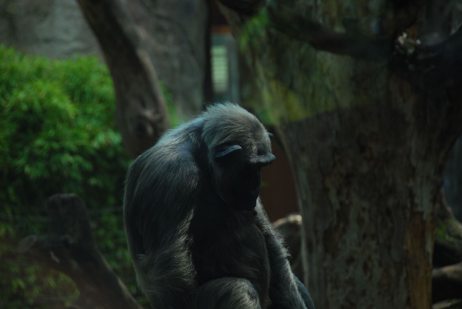 Nikon D80 sample photo. Ape, chimpanzee, old photography