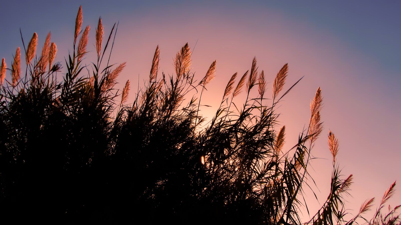 Canon PowerShot SX400 IS sample photo. Reeds, sun, sunlight photography