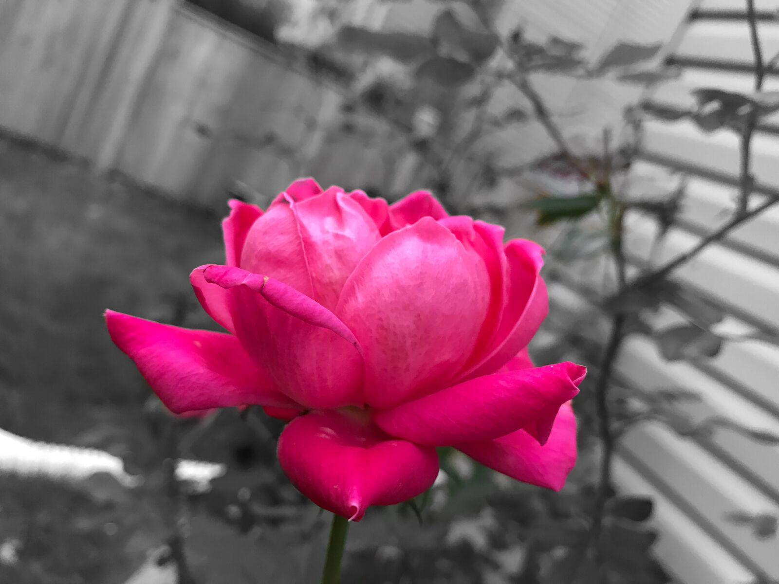 Apple iPhone 7 sample photo. Flower, rose, black and photography