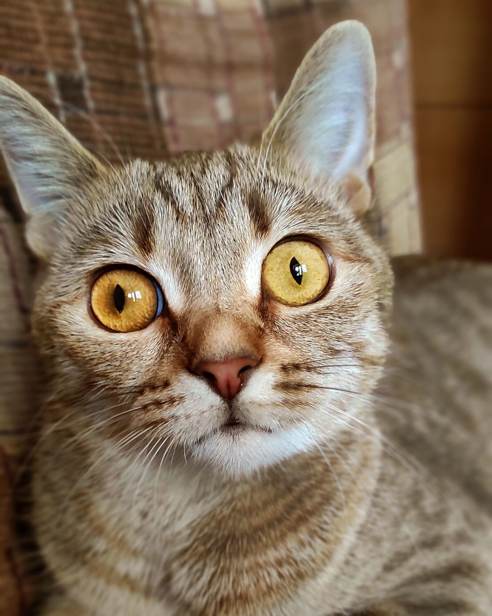 Xiaomi Redmi Note 9 Pro sample photo. кошка, глаза, внимание photography