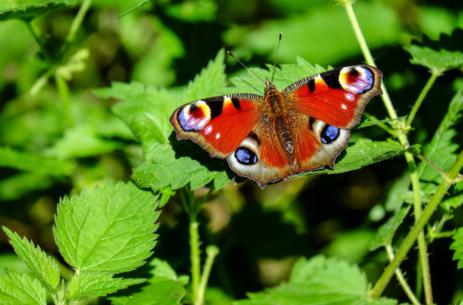 Fujifilm X-T10 + Fujifilm XC 50-230mm F4.5-6.7 OIS sample photo. Peacock butterfly, butterfly, insect photography
