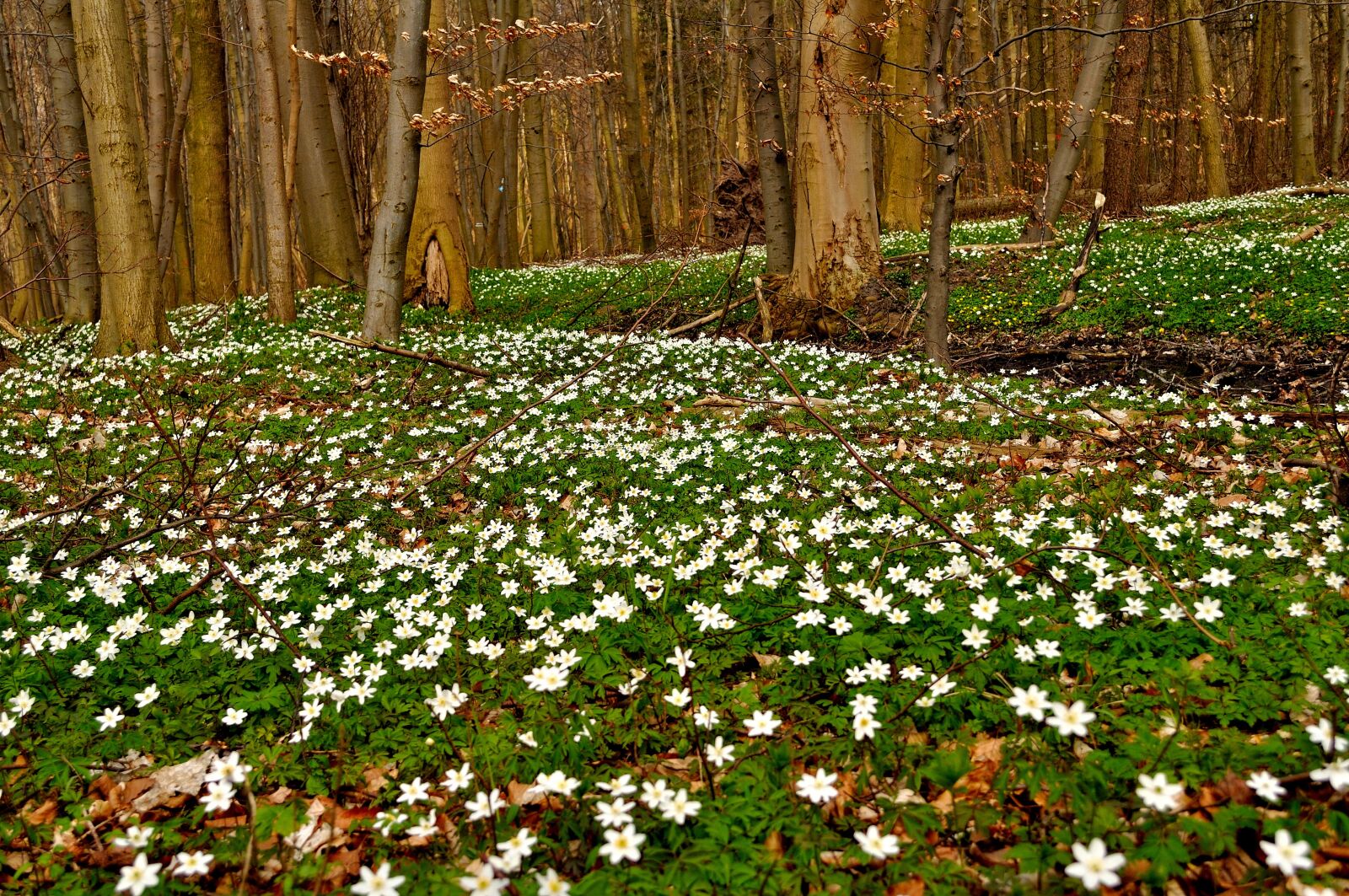 Nikon D5000 sample photo. Anemones, forest, spring photography