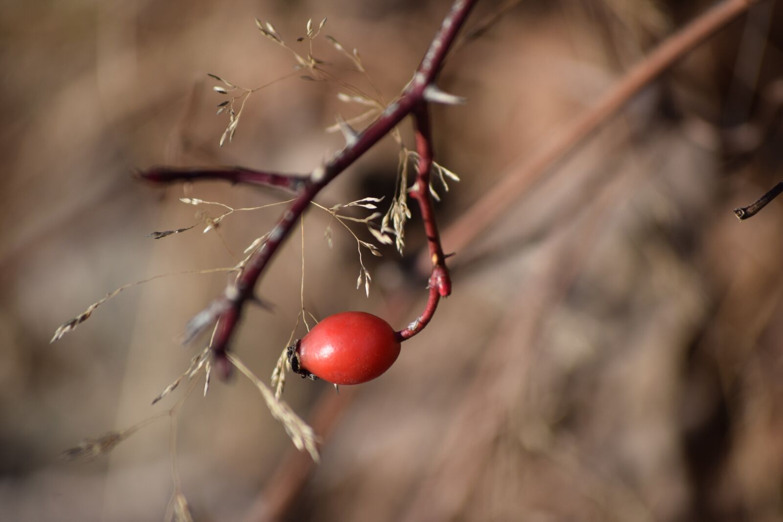 Nikon D3300 sample photo. Rosehip, mountain, branch photography