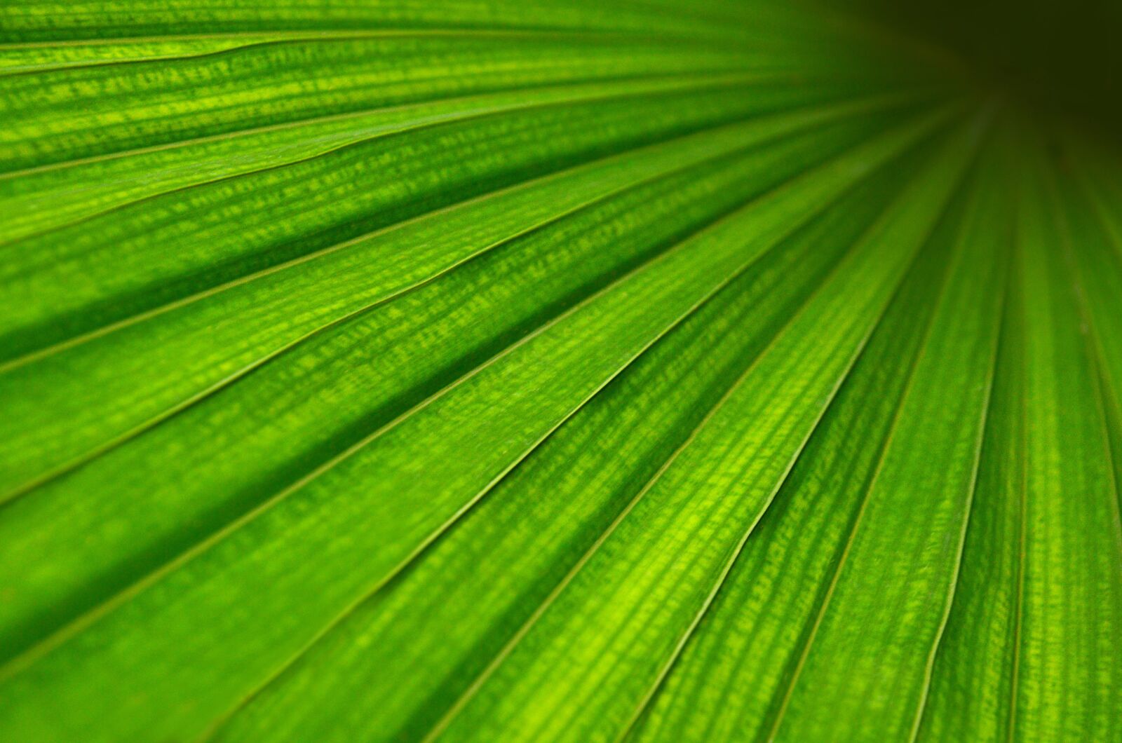 Nikon D5100 sample photo. Sheet, green, structure photography