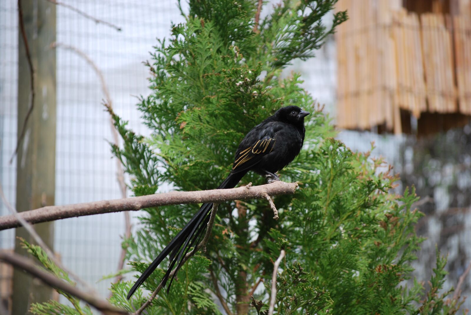 Nikon D60 sample photo. Nature, bird, tree photography