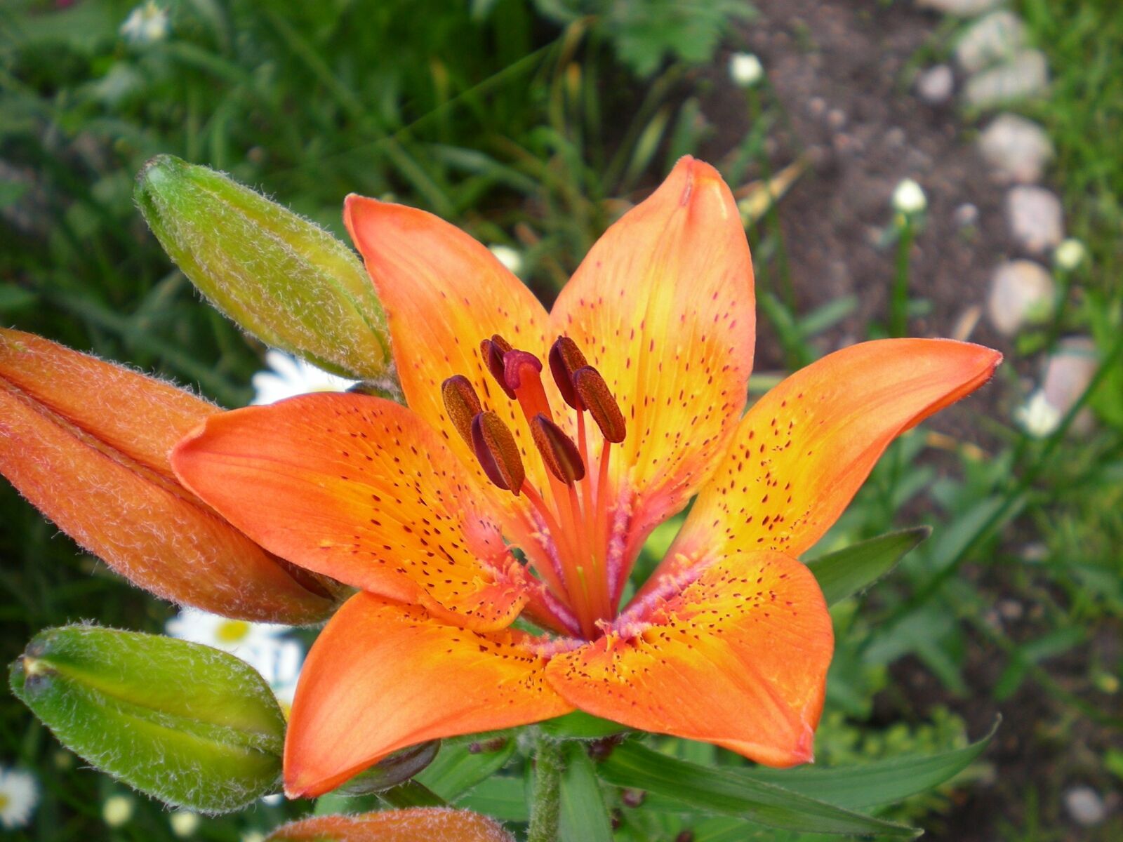 Nikon COOLPIX S200 sample photo. Flowers, garden, garden orange photography