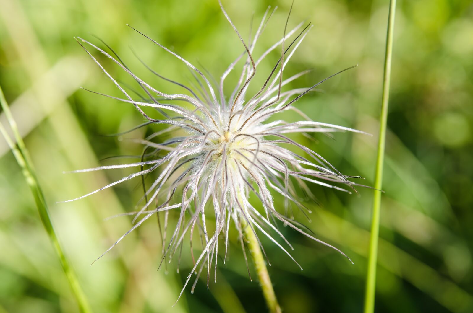 Nikon D7000 sample photo. Flower, blossom, bloom photography