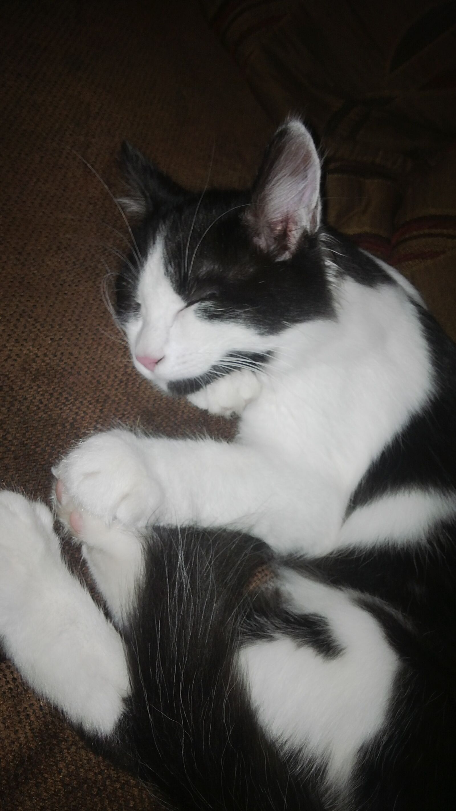 BlackBerry Z10 sample photo. Cat, cats, love photography