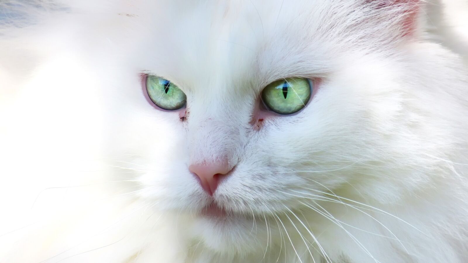 Canon PowerShot SX520 HS sample photo. Cat, feline, portrait photography