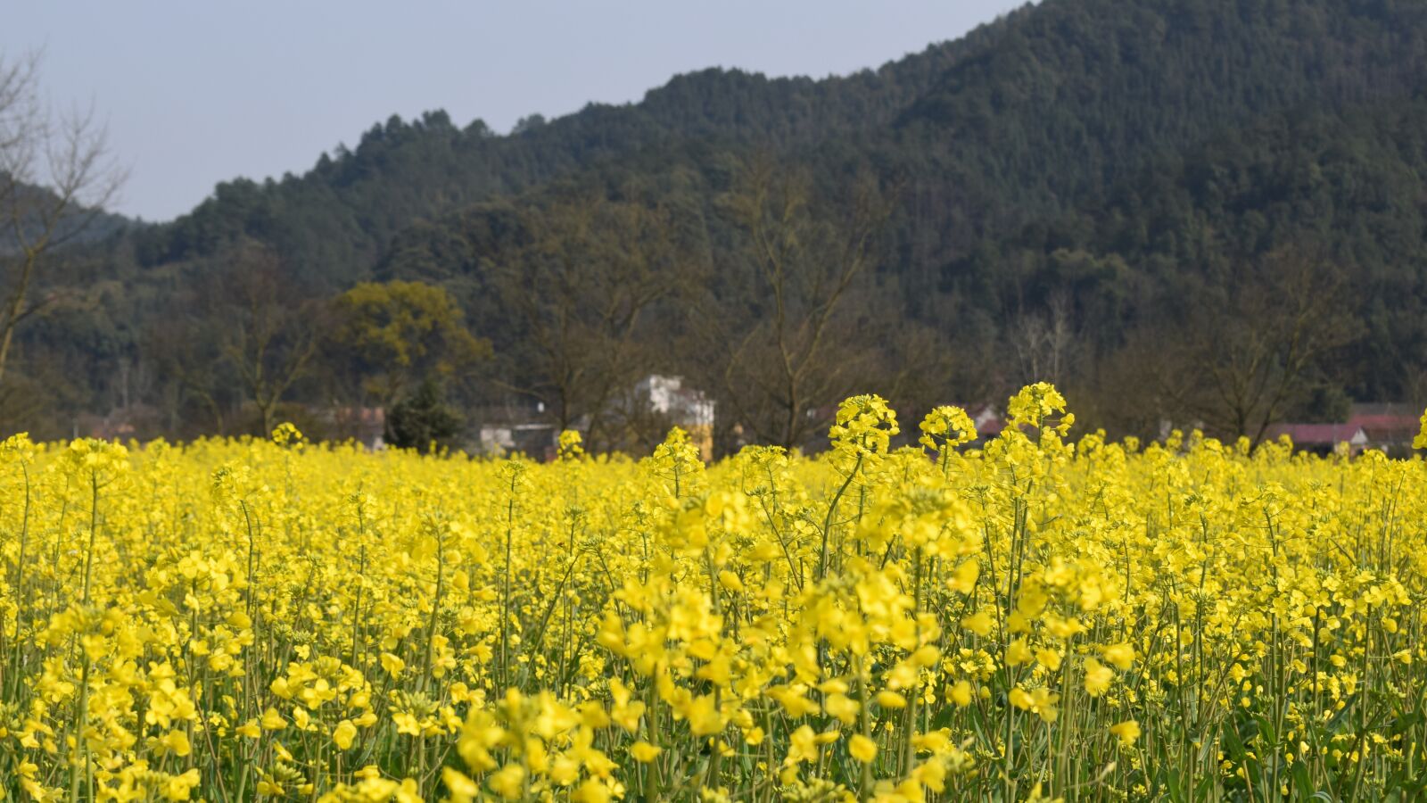 Nikon D3300 sample photo. Golden yellow, rape, spring photography