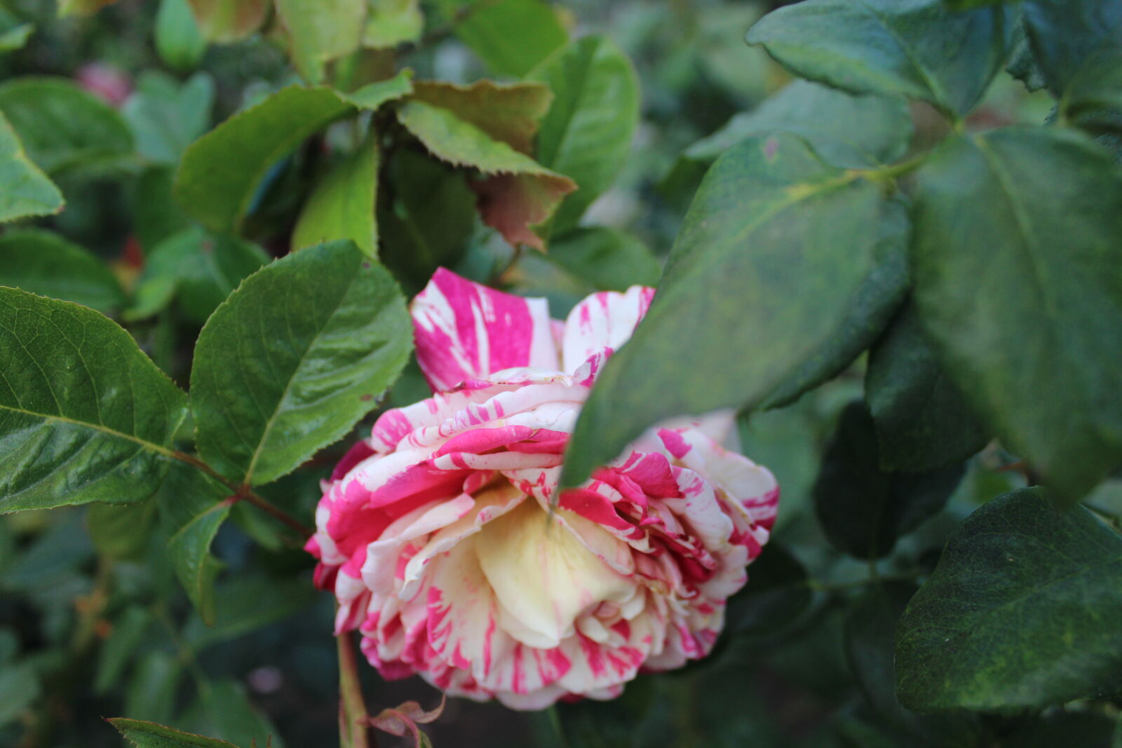 Canon EOS 1200D (EOS Rebel T5 / EOS Kiss X70 / EOS Hi) sample photo. White/pink rose photography