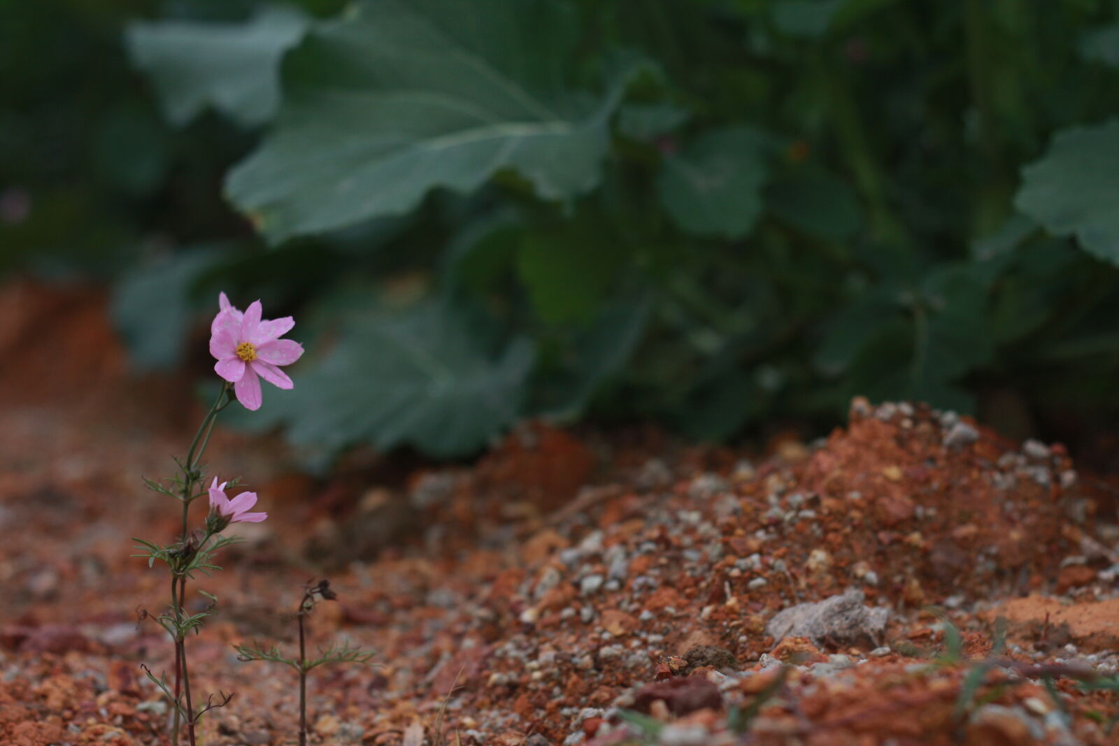 Canon EOS 40D + Canon EF 50mm F1.8 II sample photo. Flower photography