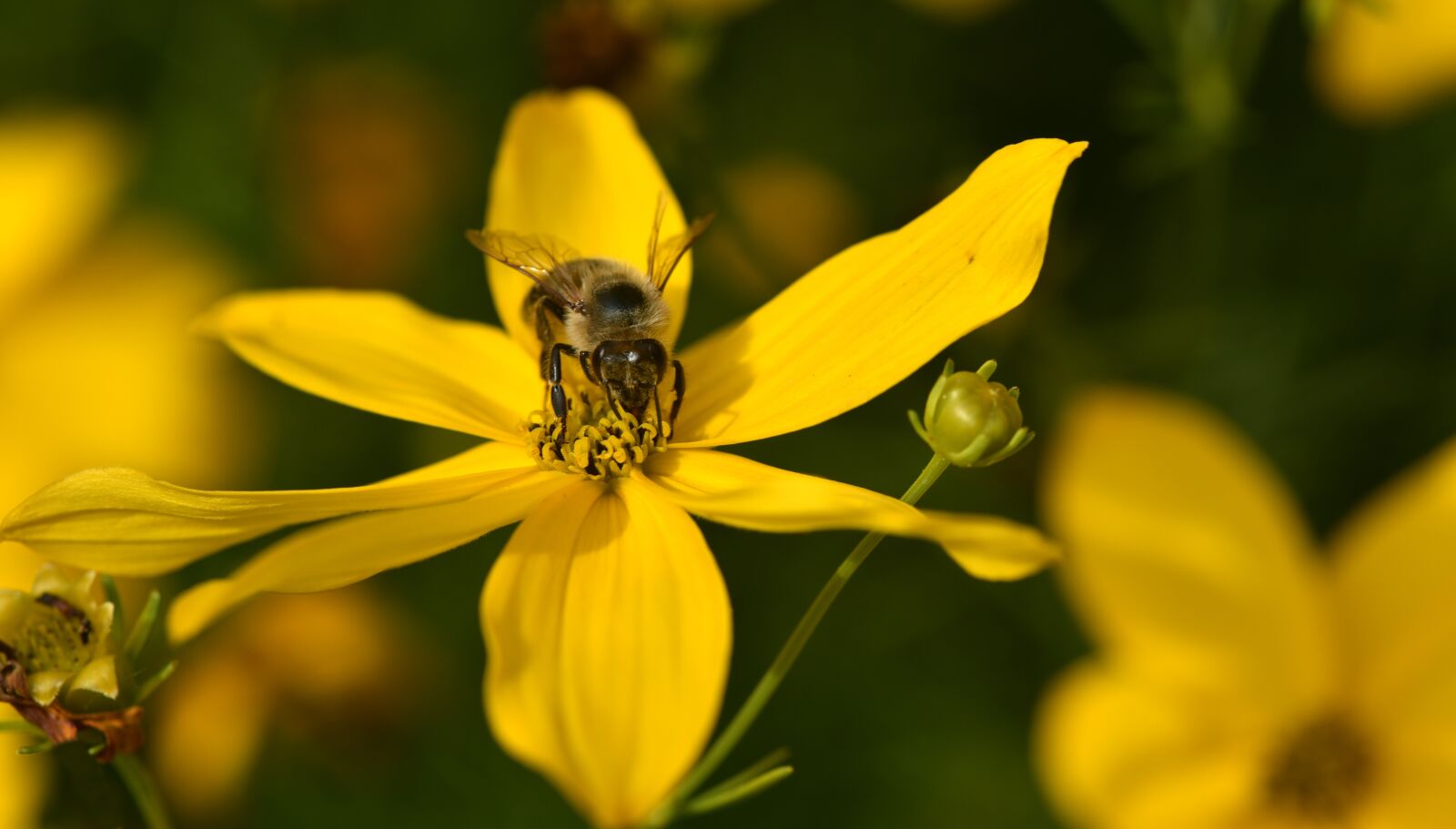 Nikon D750 sample photo. Sunflower, small, yellow photography