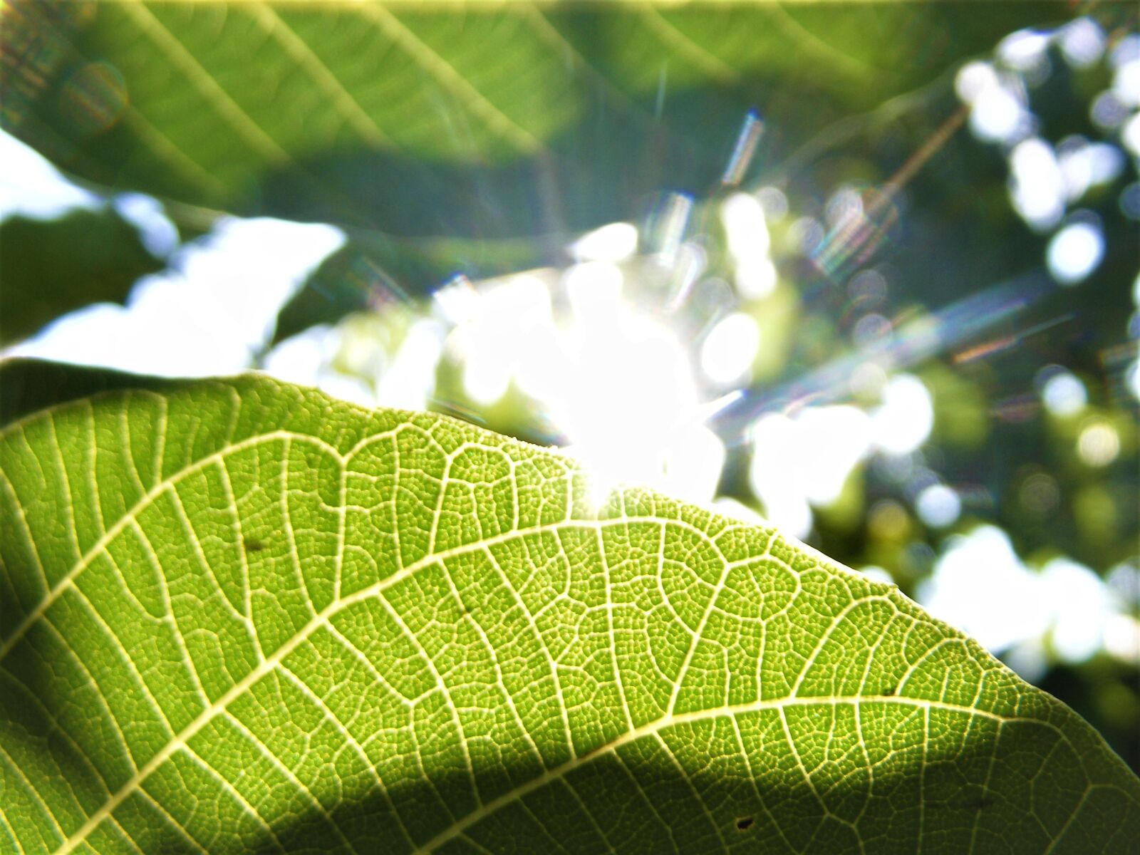 Fujifilm FinePix S5700 S700 sample photo. Leaves, sunrays, light photography