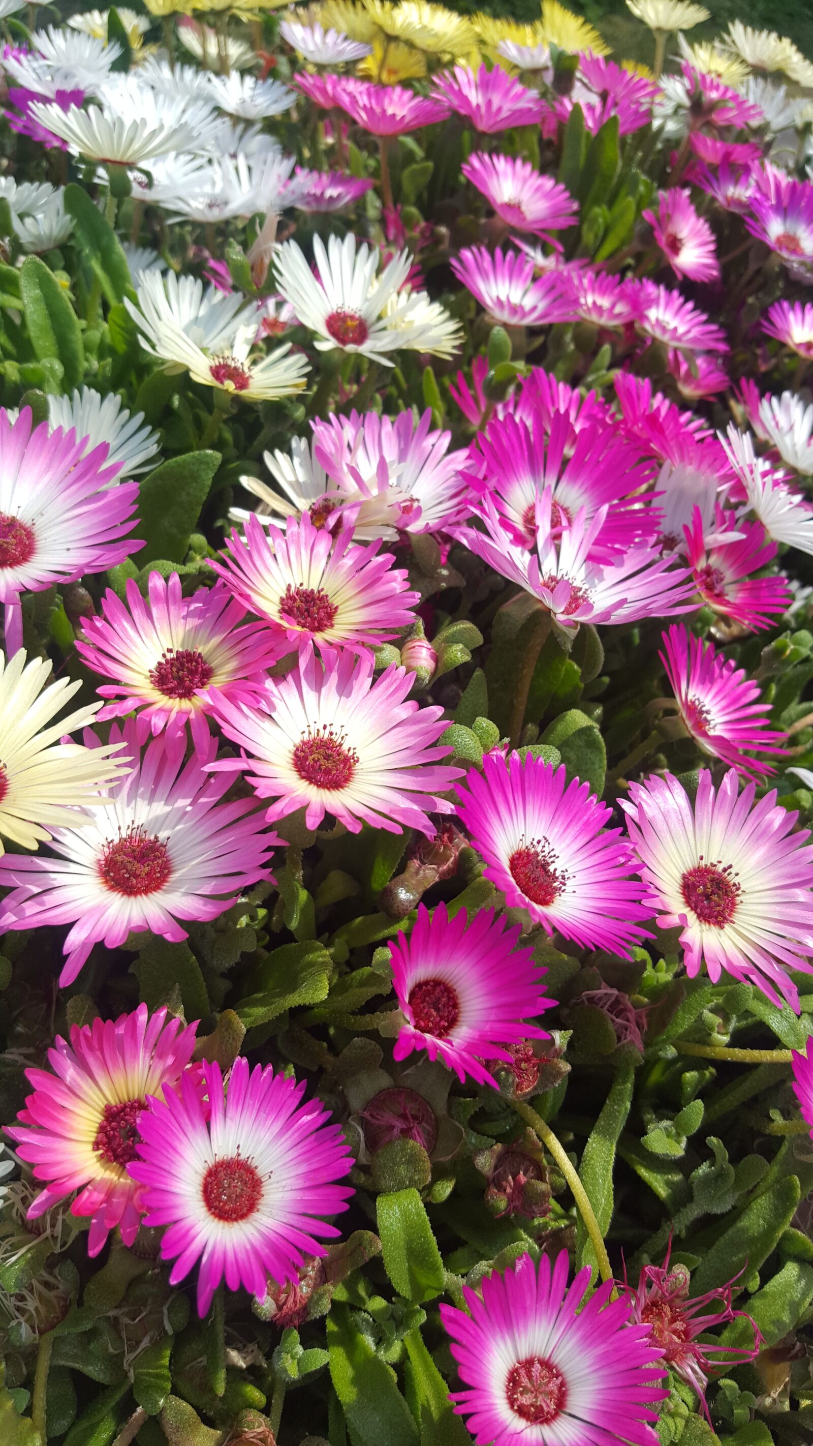Samsung Galaxy S6 sample photo. Flowers, potted plant, the photography