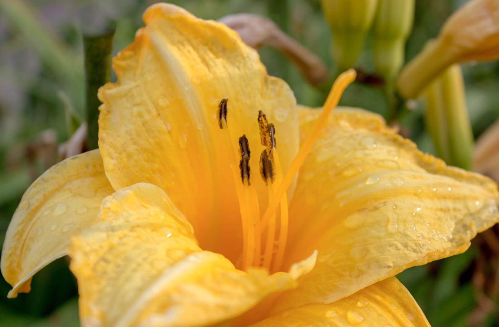 Canon EOS 600D (Rebel EOS T3i / EOS Kiss X5) sample photo. Flower, nature, flora photography