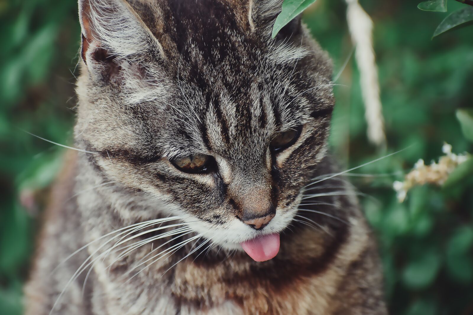 Nikon D3300 sample photo. Animal, cat, portrait photography