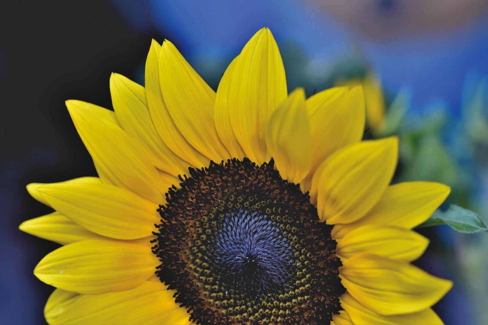 Nikon D7200 sample photo. Sunflower, flower, blossom photography