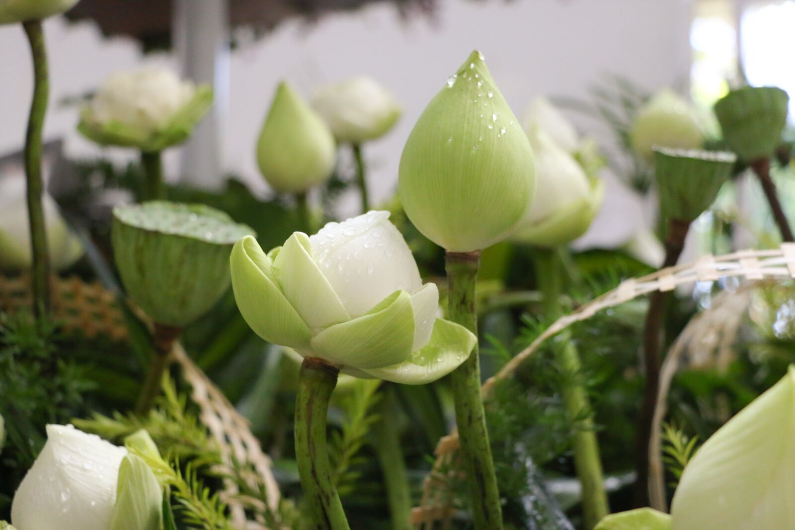 Canon EOS 70D sample photo. Flower, lotus, nice photography