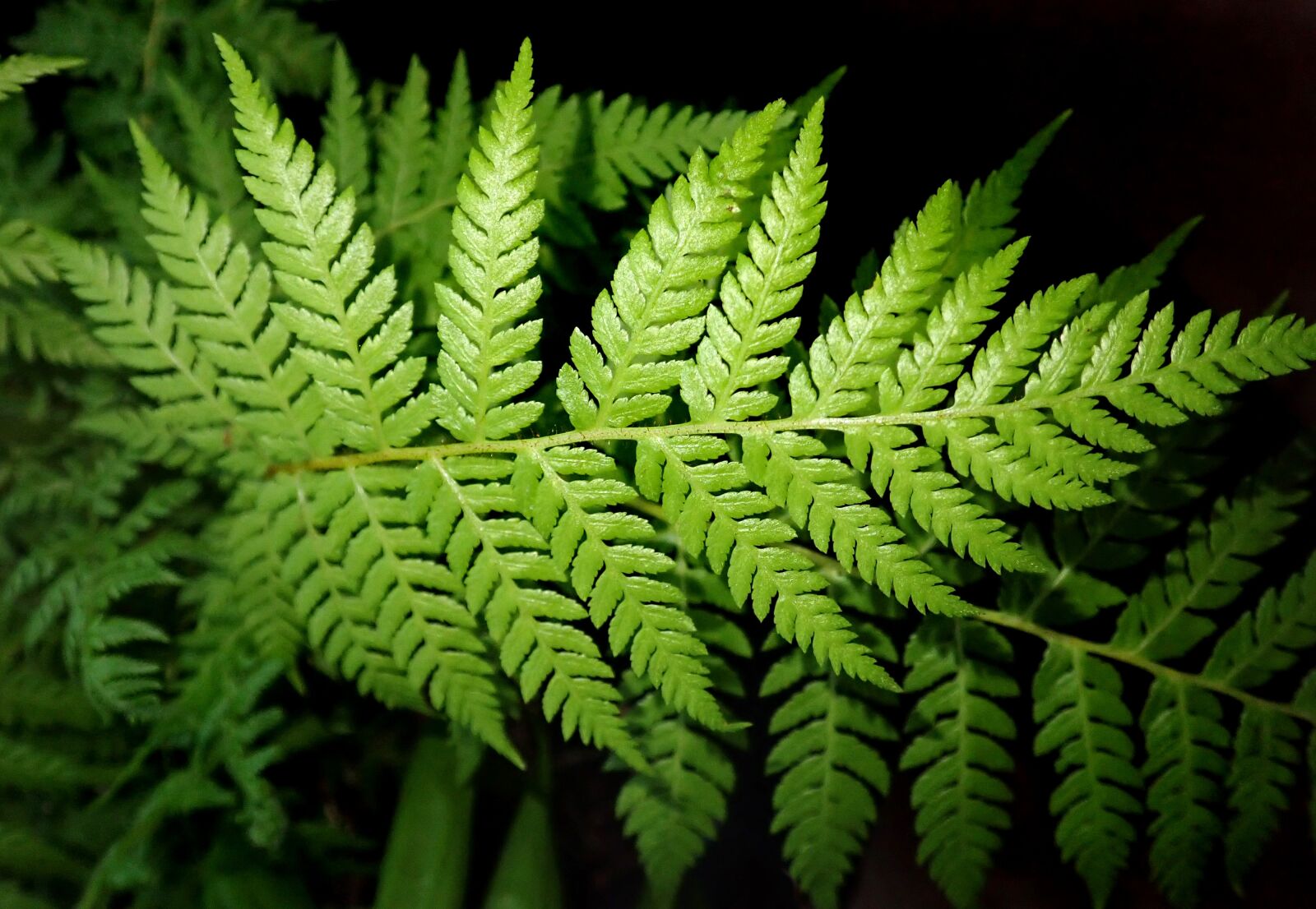 Olympus TG-5 sample photo. Fern, leaves, green photography