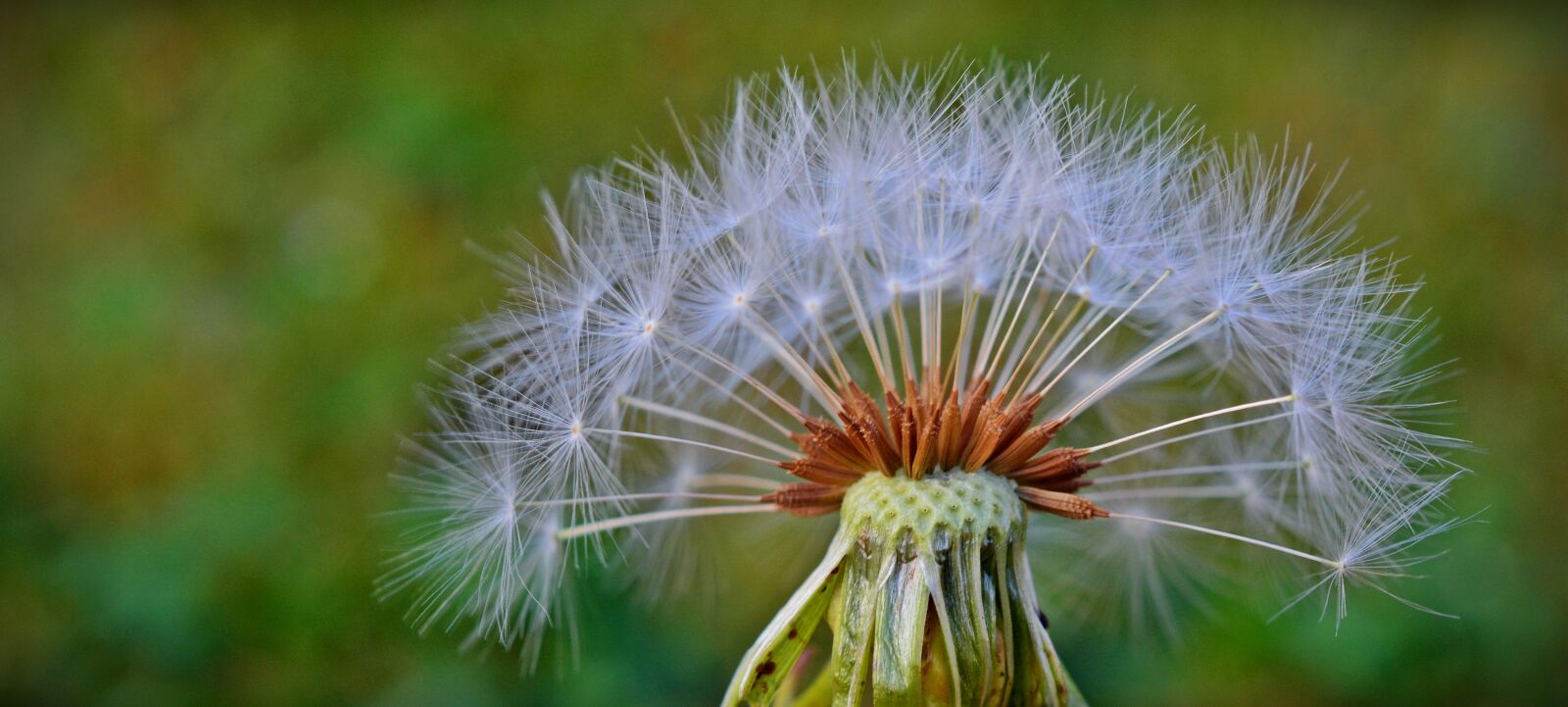 Nikon D5200 sample photo. Dandelion, flying seeds, flower photography