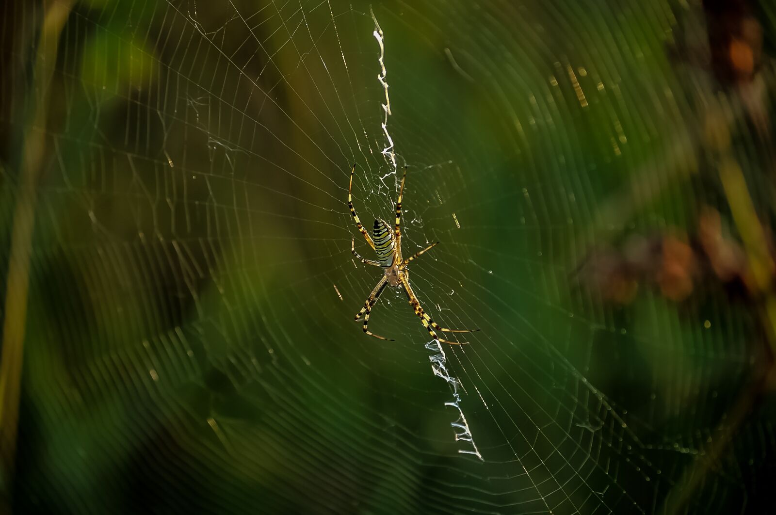 Nikon D5000 sample photo. Spider, spiderweb, insect photography