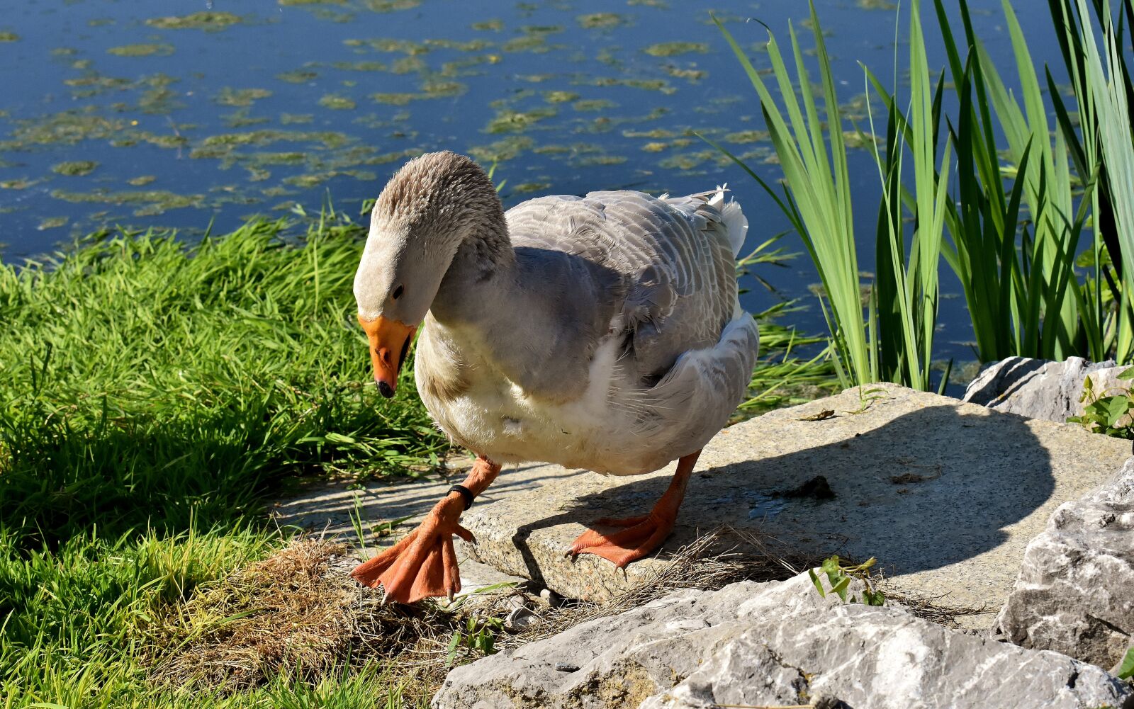 Nikon D7200 sample photo. Goose, water bird, pond photography
