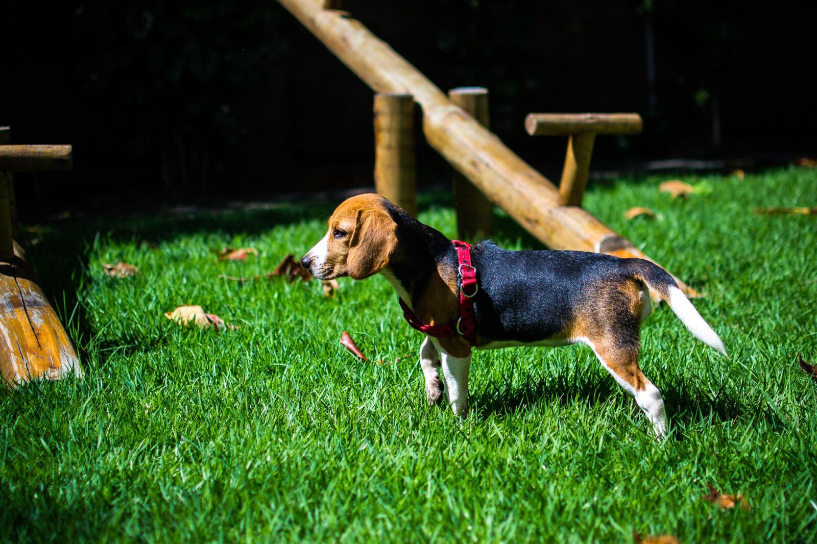 Nikon D3100 sample photo. Animal, beagle, dog, pet photography
