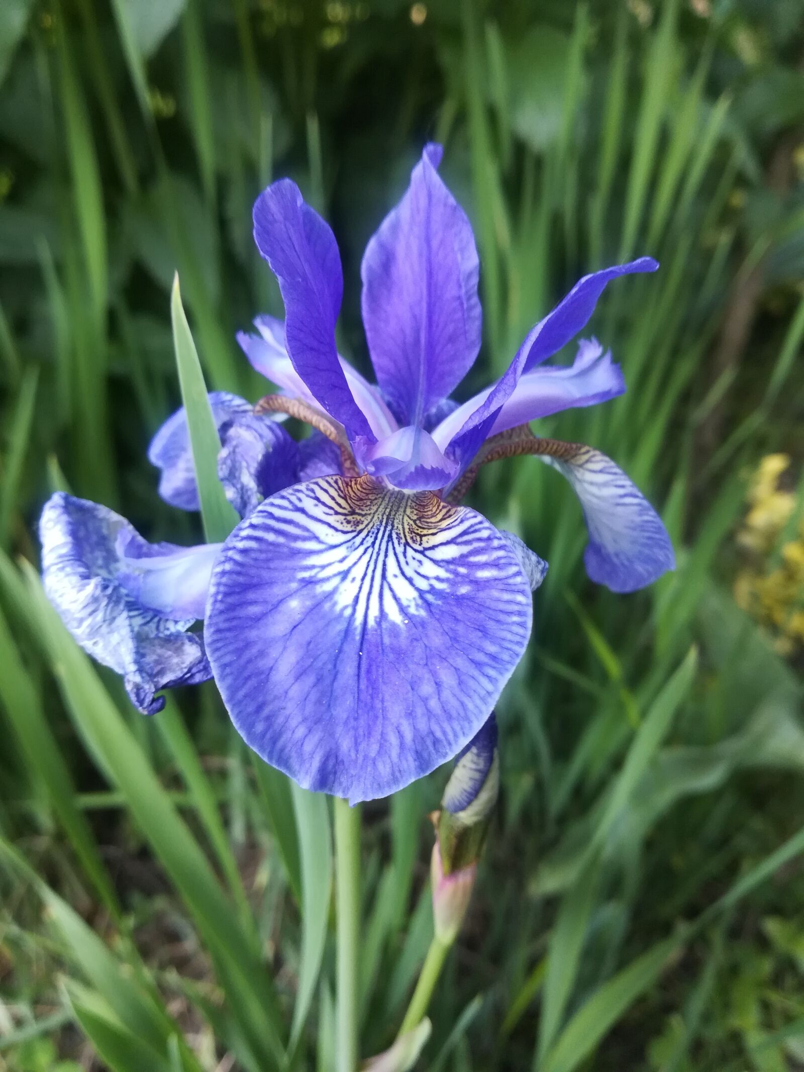 HUAWEI P10 lite sample photo. Garden, flower, iris photography