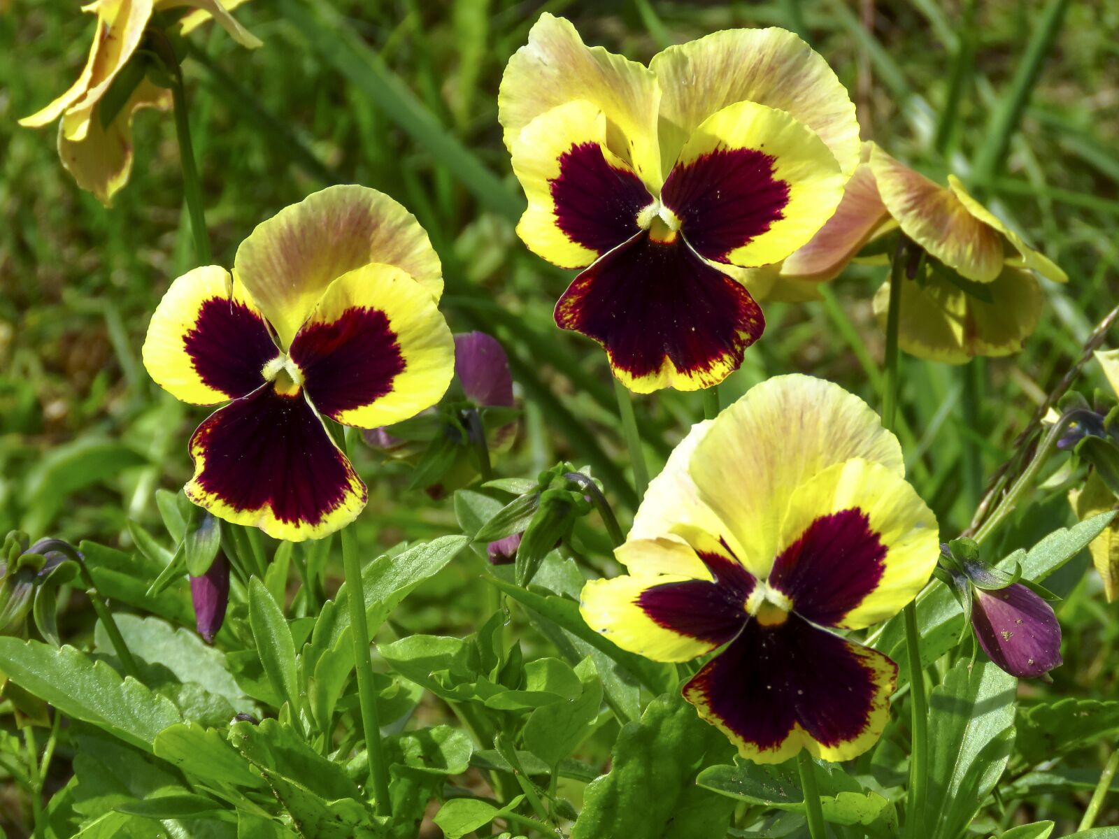 Canon PowerShot SX60 HS sample photo. Violets, pansies, viola photography