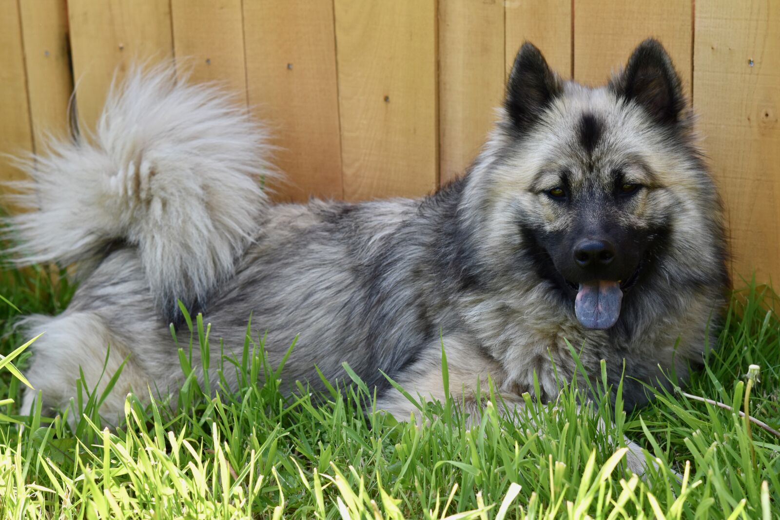 Nikon D5600 sample photo. Dog, dog eurasier noel-blue photography