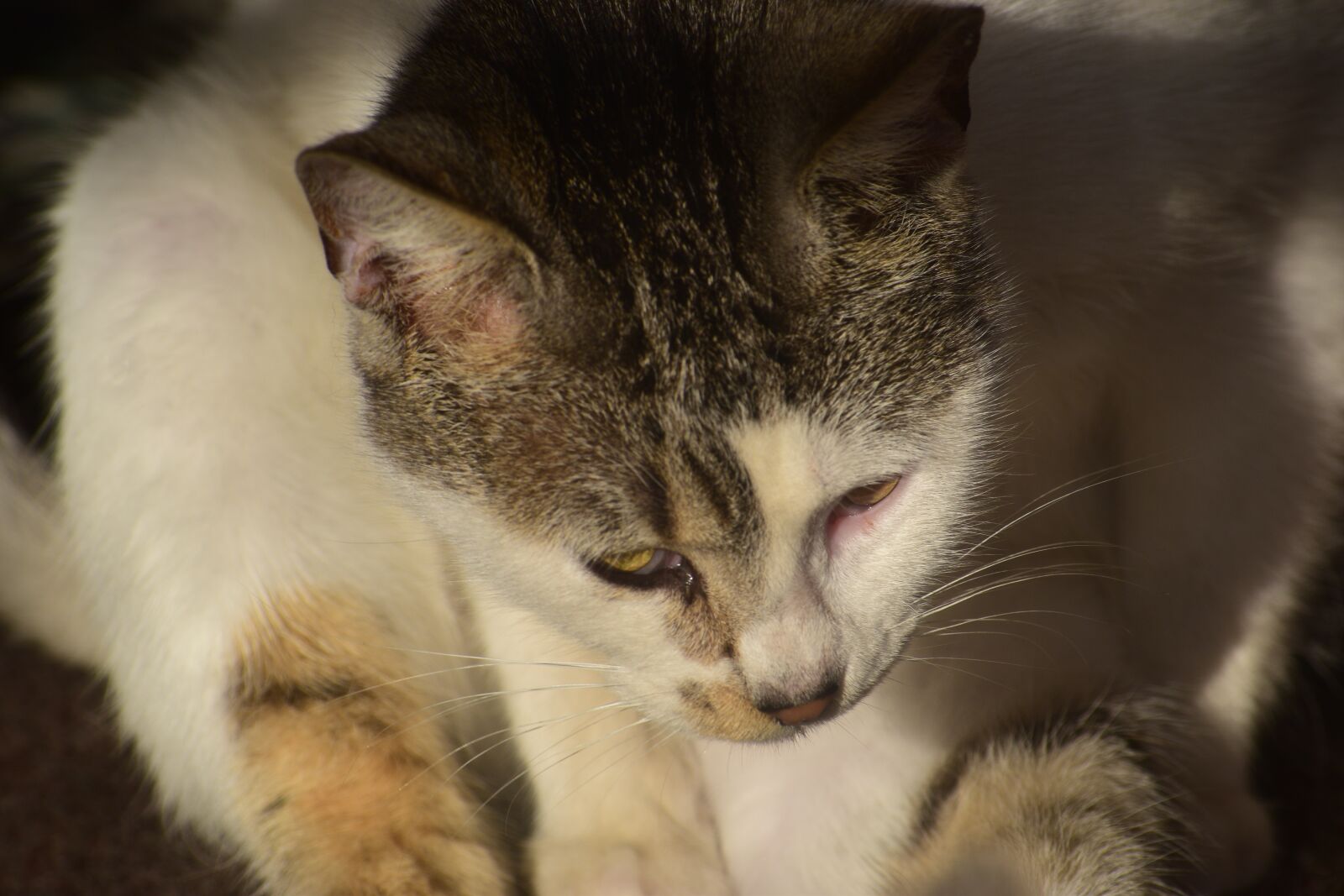 Nikon D3300 sample photo. Cat, cats, leone photography