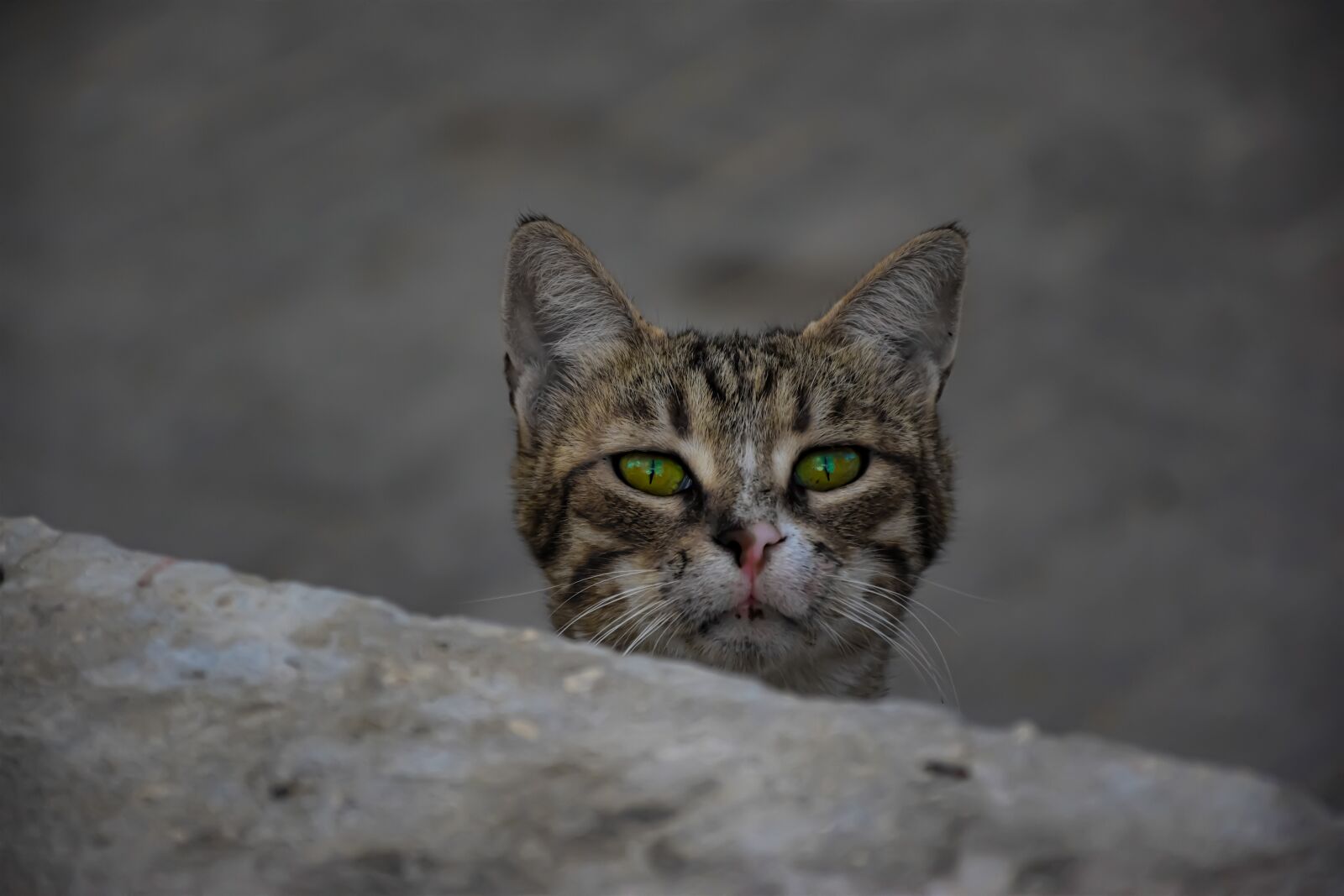 Nikon D5600 sample photo. Cat, animal, eyes photography